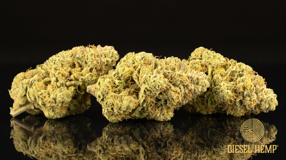 Lemon Meringue strain cannabis buds in pale lime green with yellow-orange pistils and a thick trichome frost on a black background | Diesel Hemp