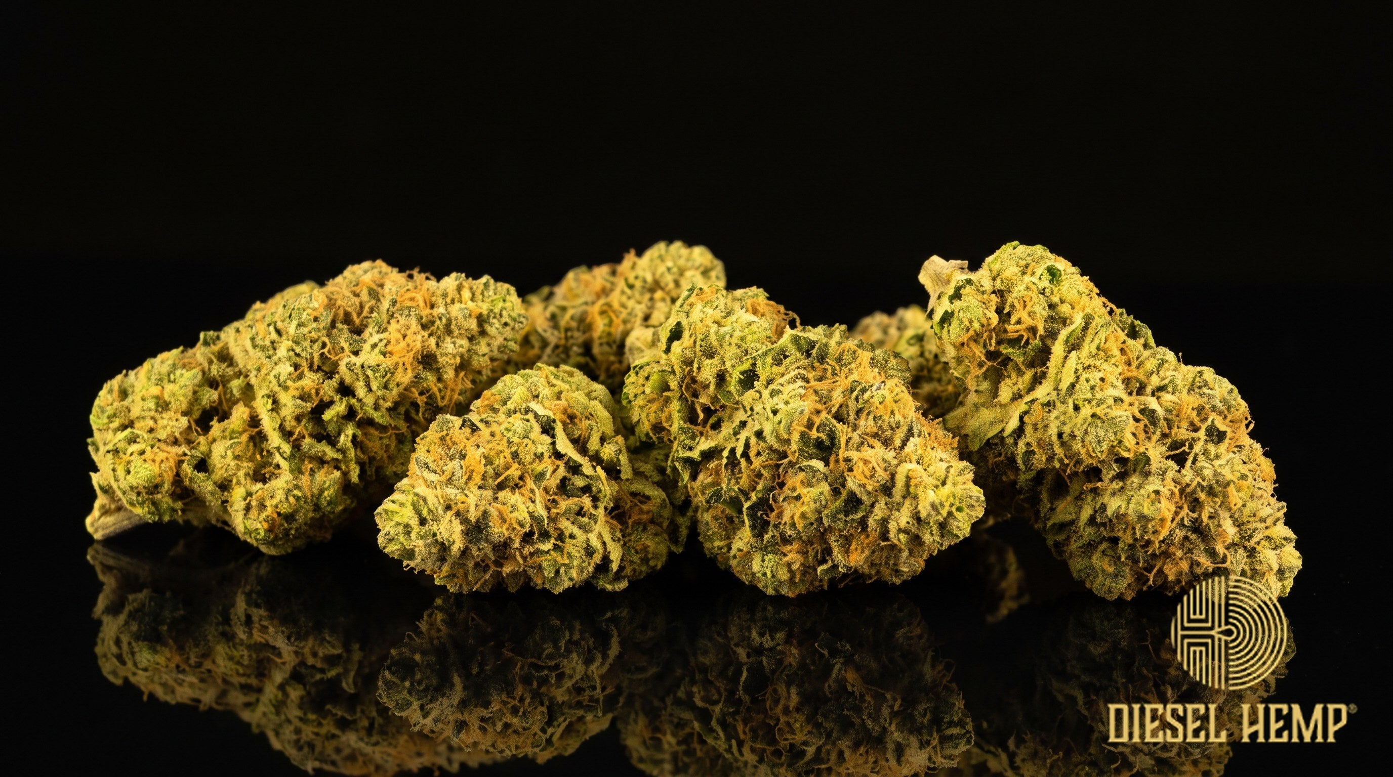 Lemon Tree strain cannabis buds in dark olive green with furry amber hairs and bright white trichome frost on a black background | Diesel Hemp