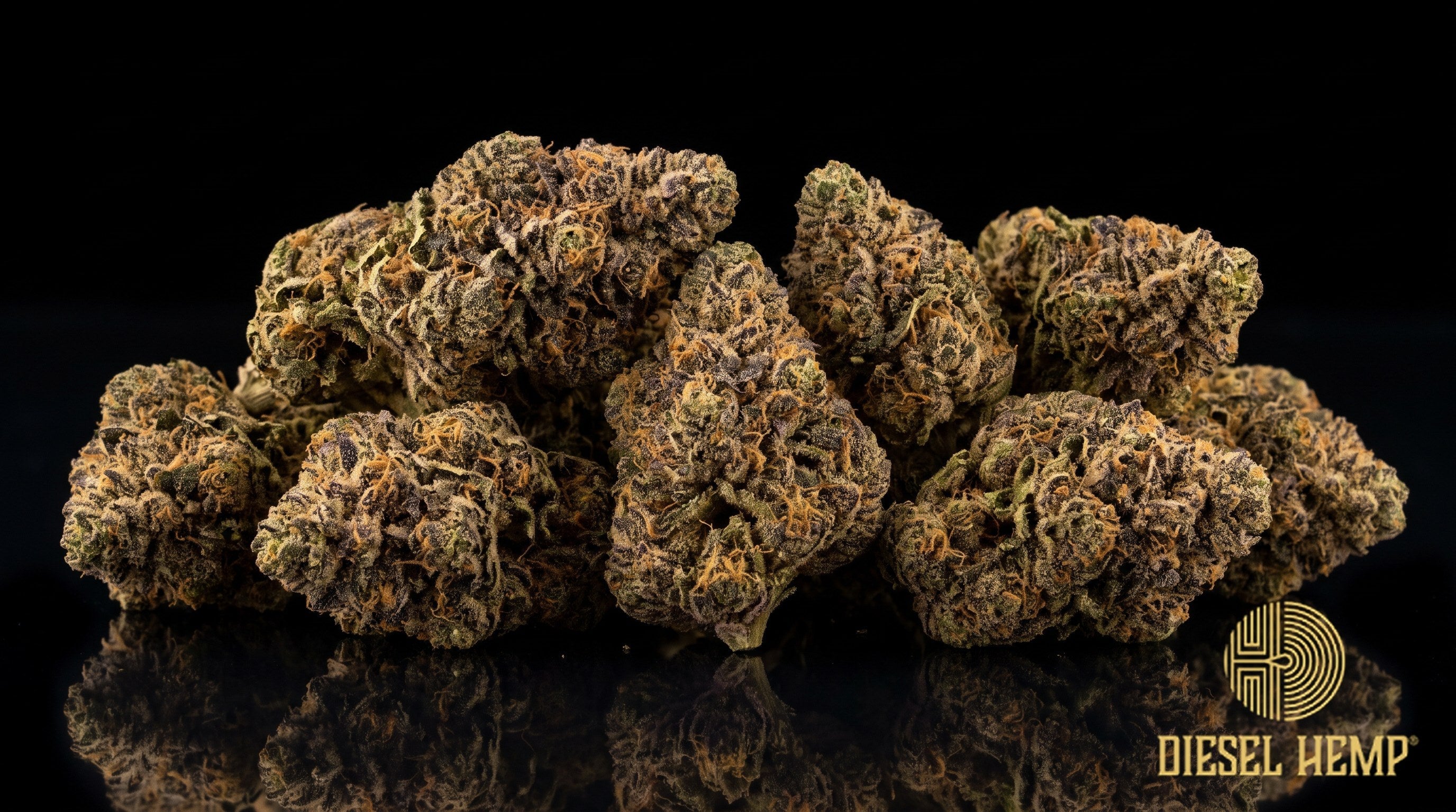 Lizard Burger strain cannabis buds in forest green with dark purple undertones, bright orange pistils and a thick trichome coat on a black background | Diesel Hemp