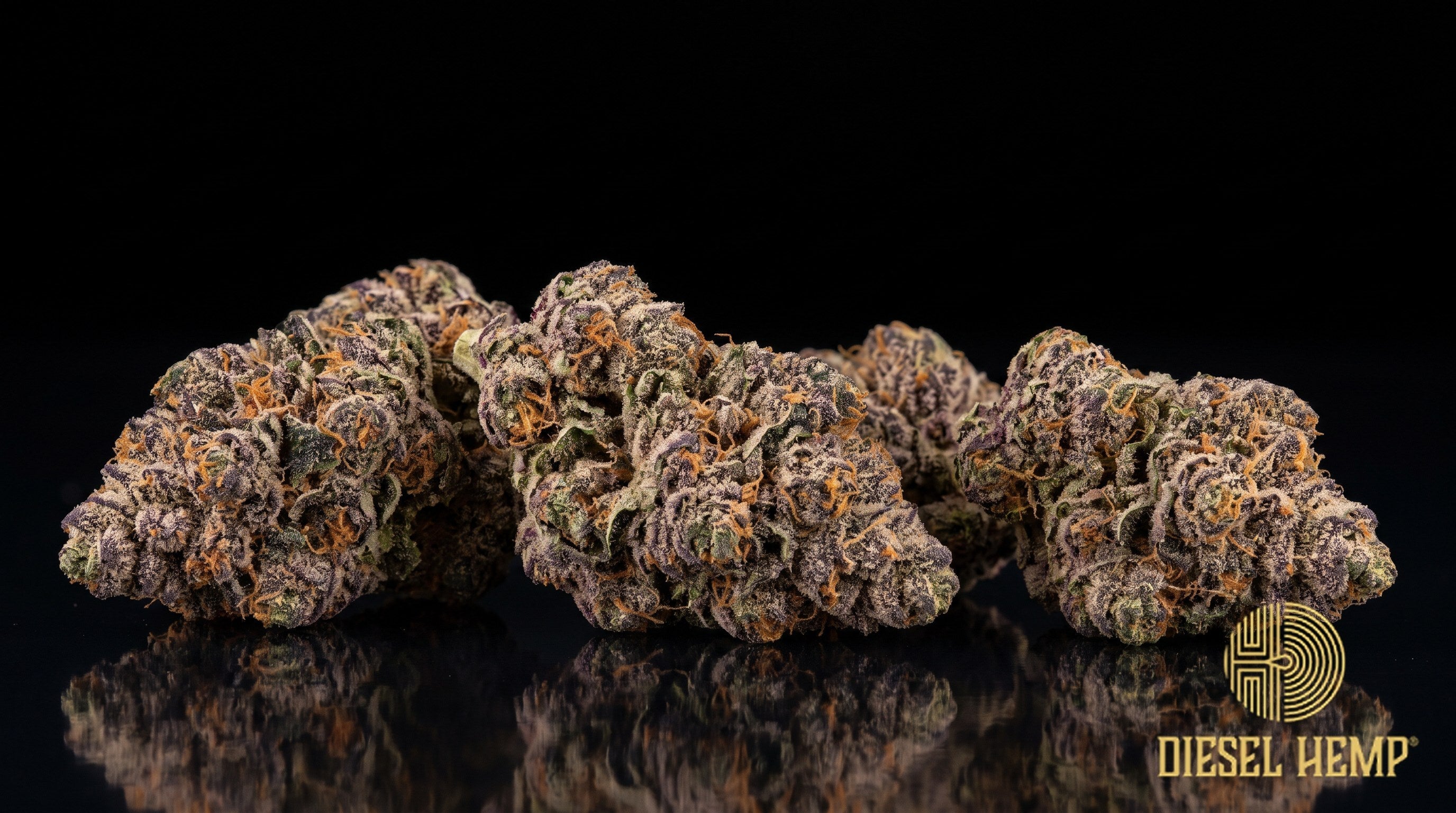 London Pound Cake strain cannabis buds in olive green with purple streaks, thin orange pistils and heavy trichome frost on a black background | Diesel Hemp