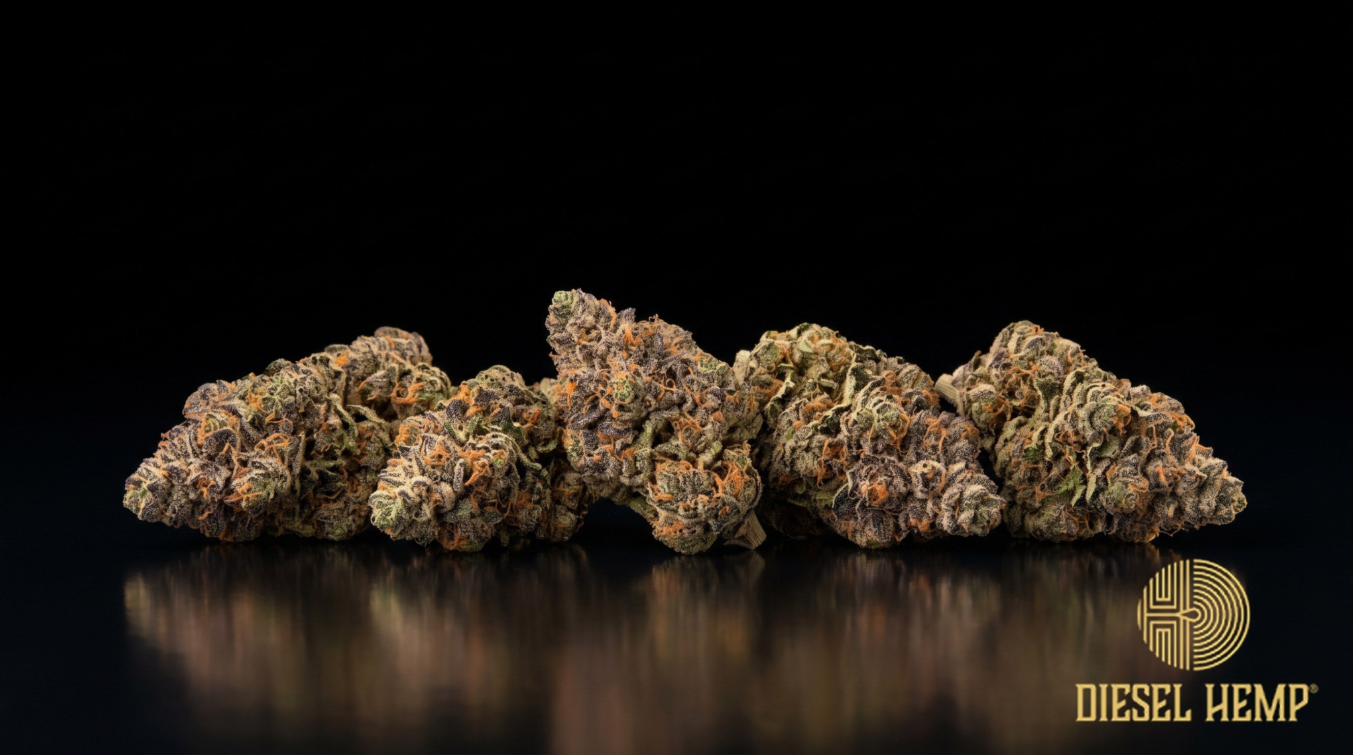 LSD strain cannabis buds in dark to wintergreen with sparse orange pistils and a dense coat of white trichomes on a black background | Diesel Hemp