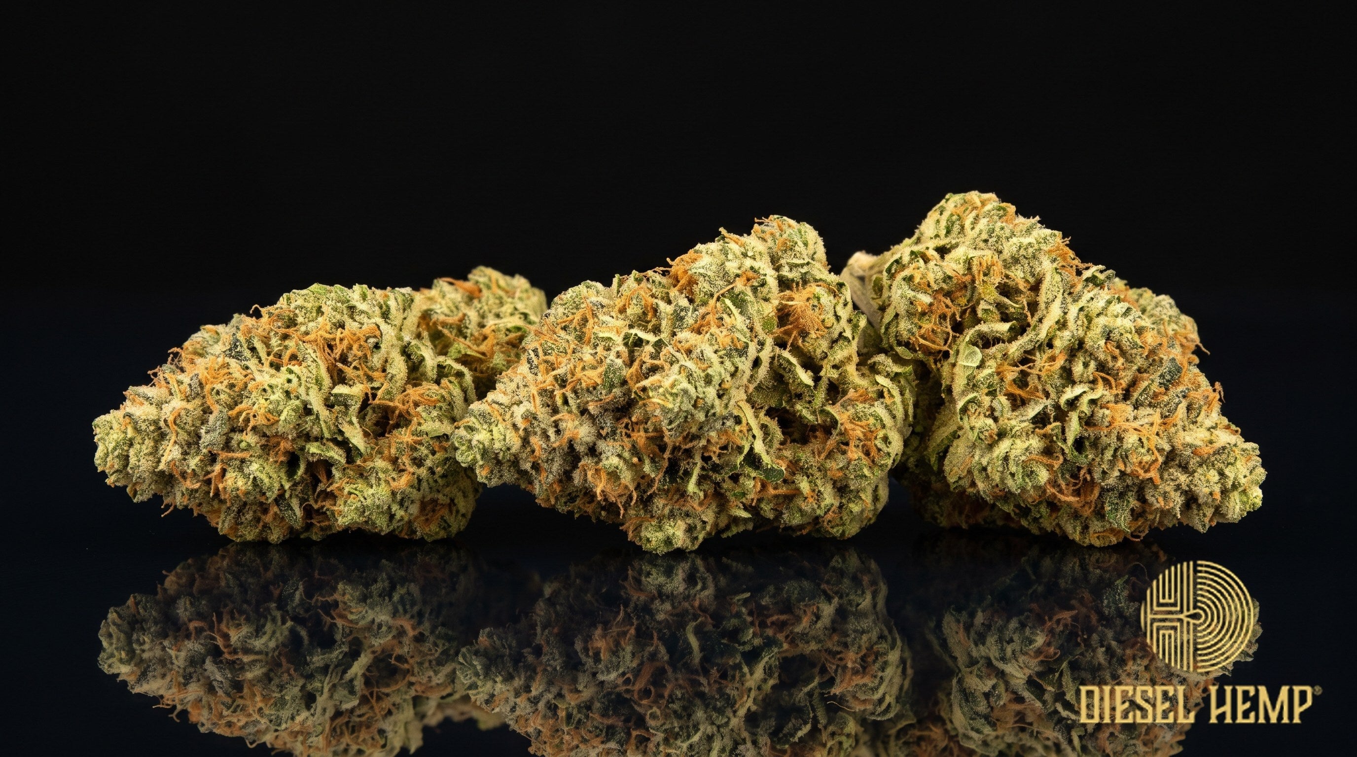 Mai Tai strain cannabis buds in bright neon green with amber undertones, orange pistils and heavy trichome frost on a black background | Diesel Hemp