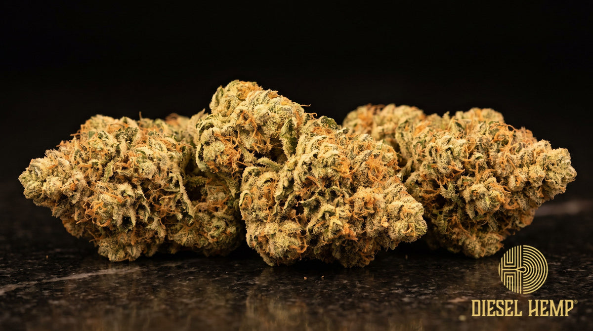 Mango Kush strain cannabis buds, dense and olive green with orange pistils and a heavy trichome frost on a black background | Diesel Hemp
