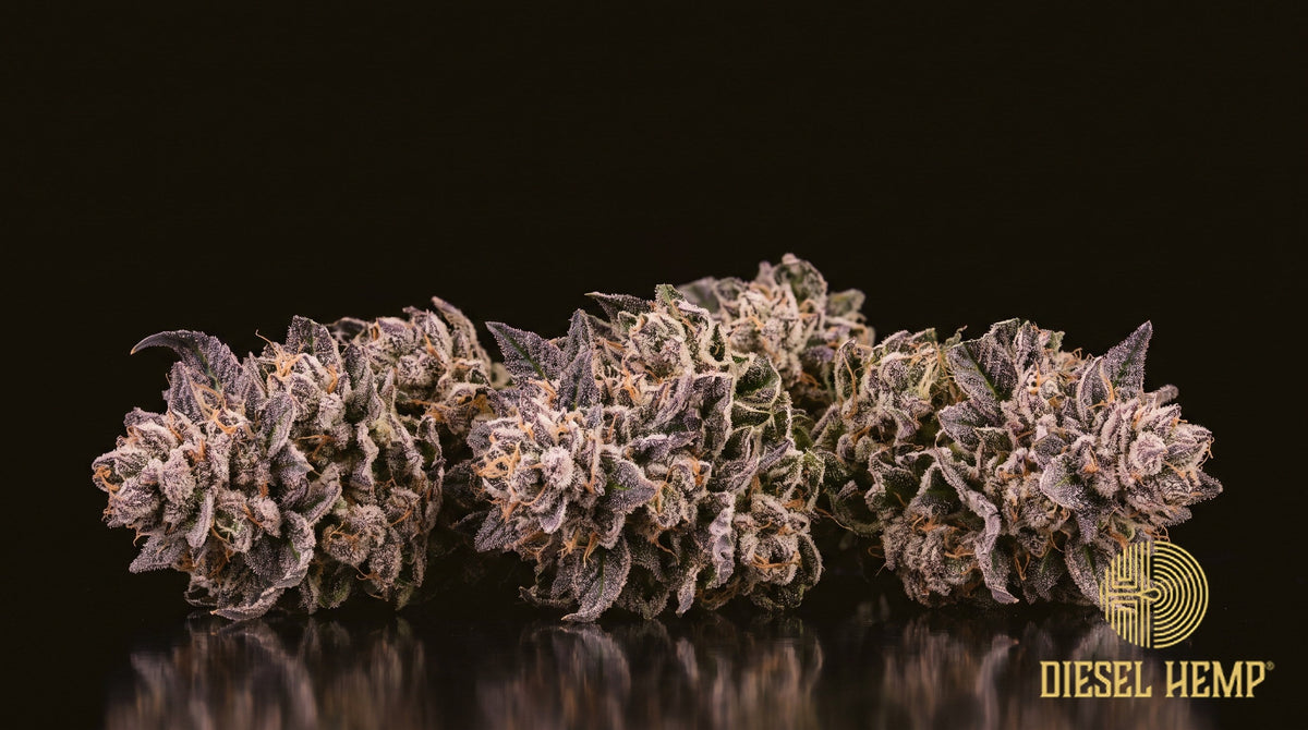Mendo Breath strain cannabis buds, dense dark green washed with deep purple and lavender under heavy white frost with orange pistils, on a black background | Diesel Hemp