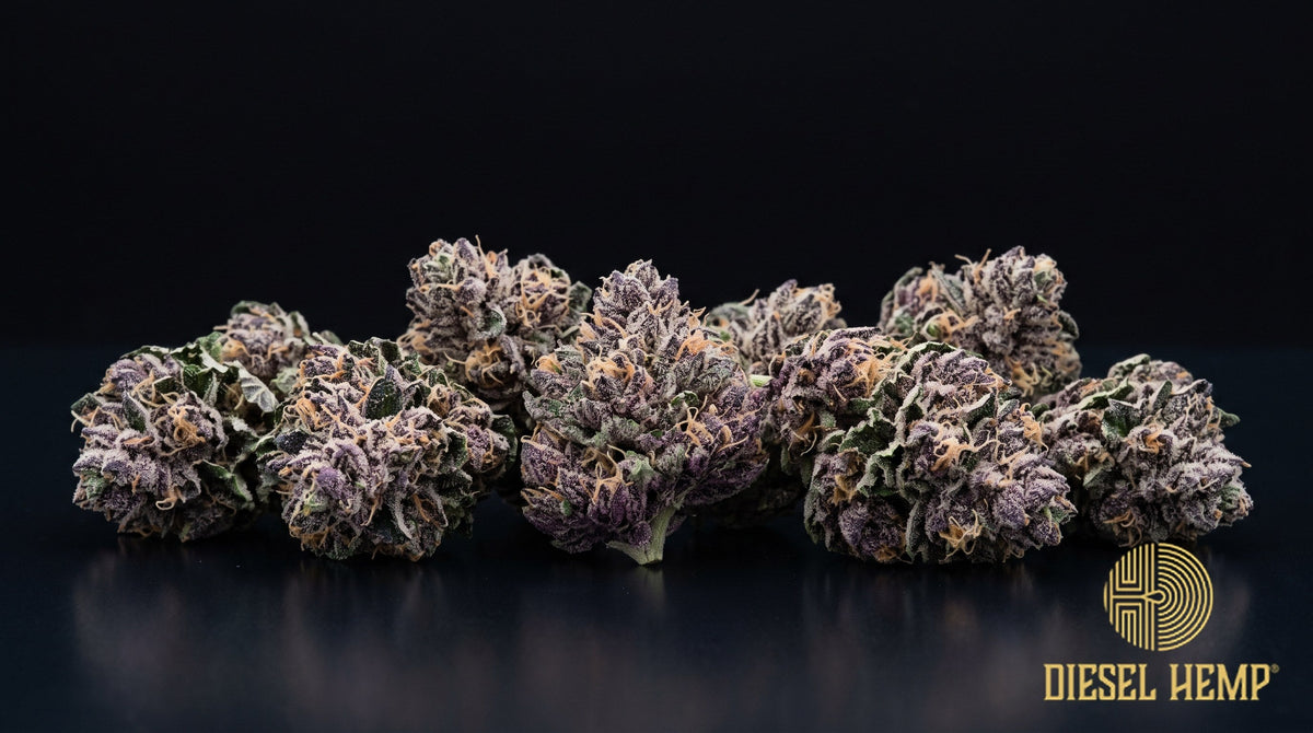 Modified Grapes strain cannabis buds in dark olive green with purple undertones, thin orange hairs and a heavy purple-tinted trichome coat on a black background | Diesel Hemp