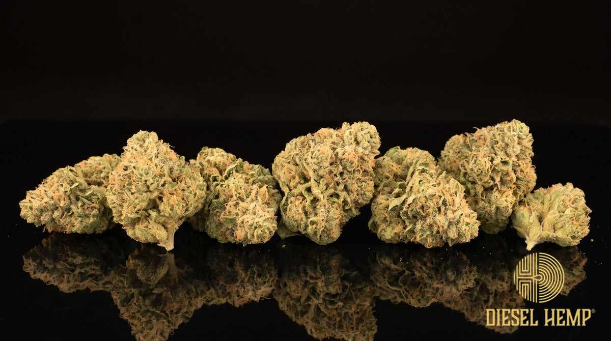 Moroccan Peaches strain cannabis buds in forest green with golden undertones, thin orange pistils and a frosty coat of golden-white trichomes on a black background | Diesel Hemp