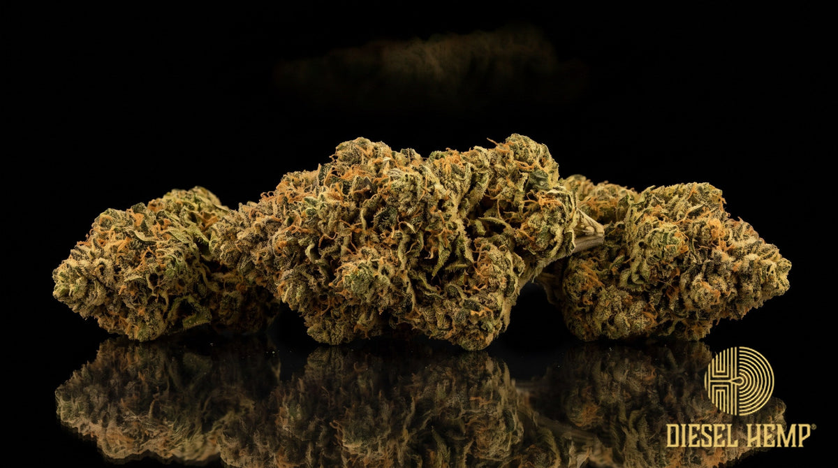 Mule Fuel strain cannabis buds in olive green with dark purple undertones, thin orange pistils and a heavy coat of white trichomes on a black background | Diesel Hemp