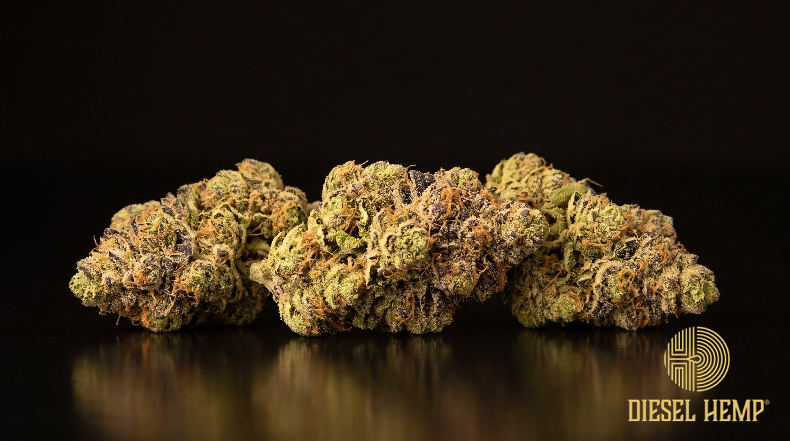 Oishii strain cannabis buds in dense olive green with dark purple undertones, thin red-orange pistils and a sparkling trichome coat on a black background | Diesel Hemp