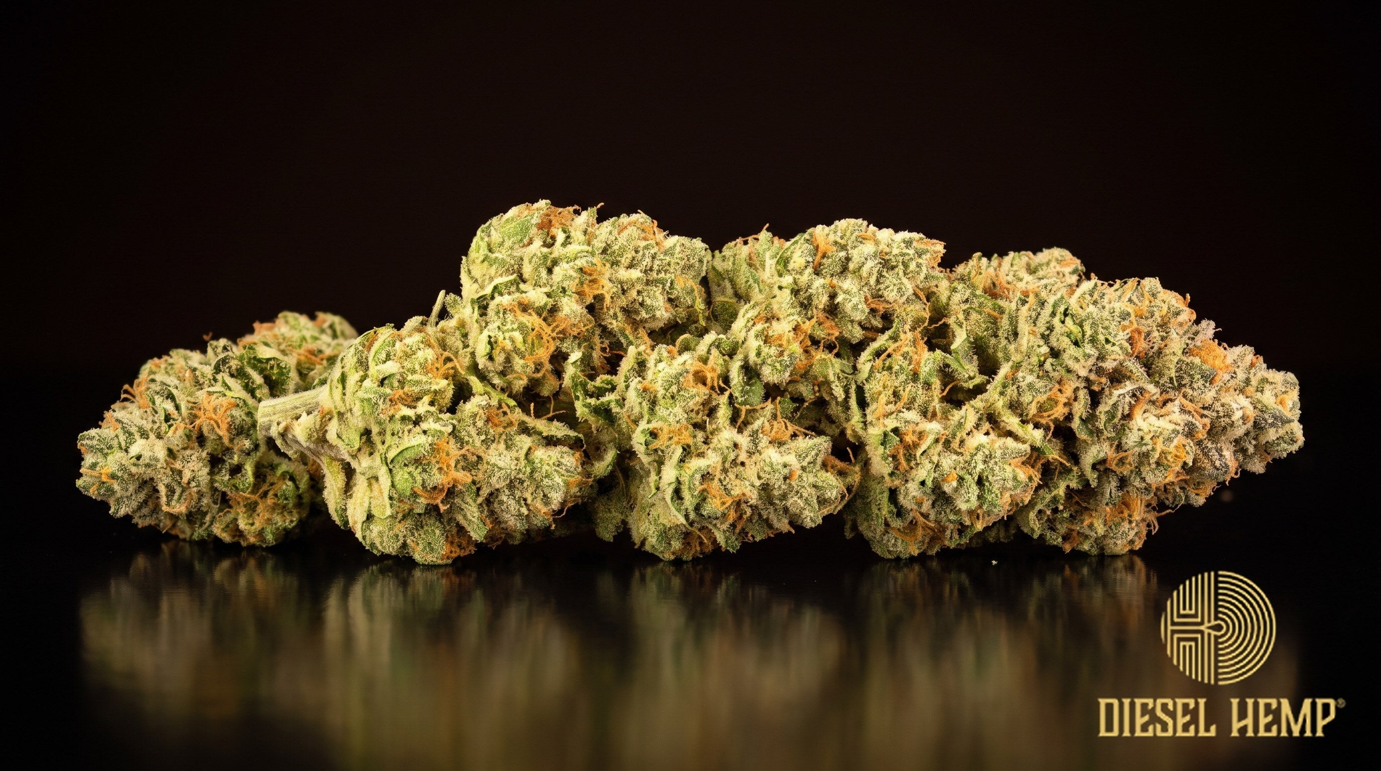 Orange Creamsicle strain cannabis buds in bright green with vivid orange pistils and a heavy trichome frost on a black background | Diesel Hemp