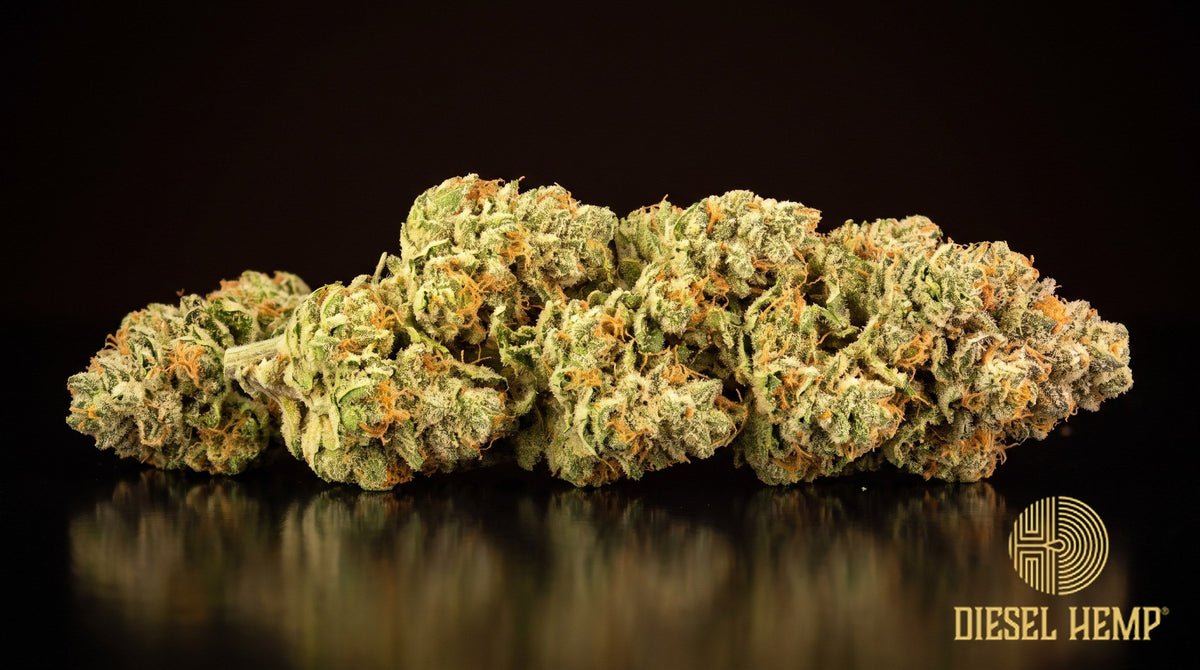 Orange Creamsicle strain cannabis buds in bright green with vivid orange pistils and a heavy trichome frost on a black background | Diesel Hemp