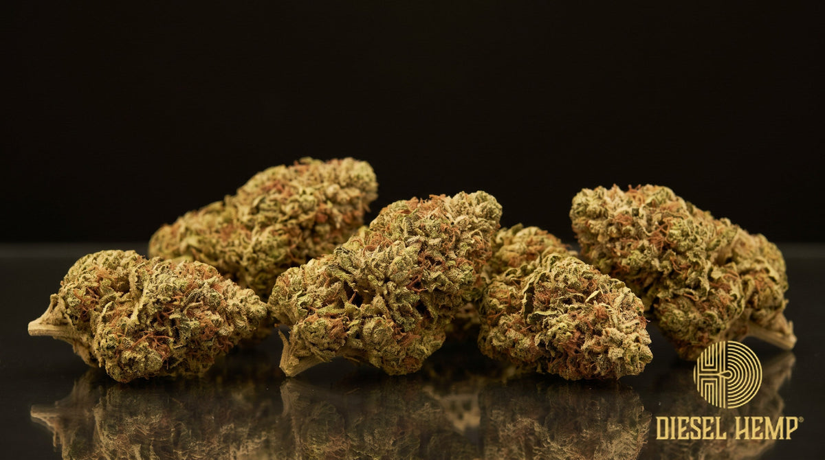 Panama Red strain cannabis buds, long and spear-shaped with rust-red to copper pistils over light green calyxes on a black background | Diesel Hemp