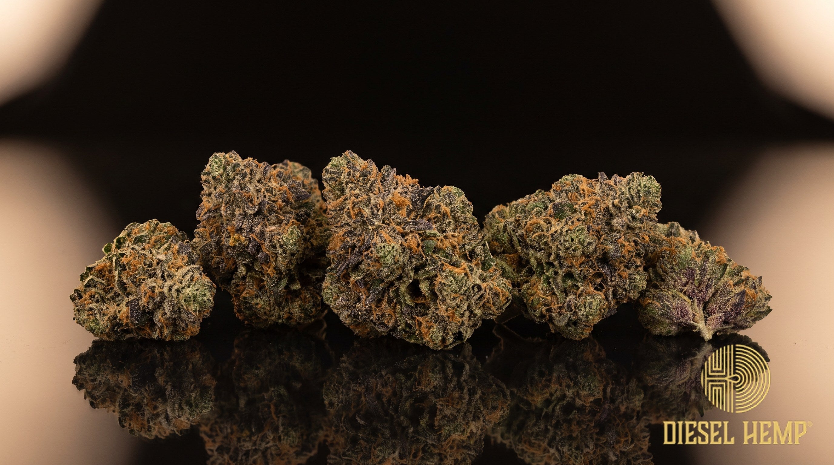 Papaya Punch strain cannabis buds in lime and forest green with purple accents, orange pistils and a heavy trichome frost on a black background | Diesel Hemp