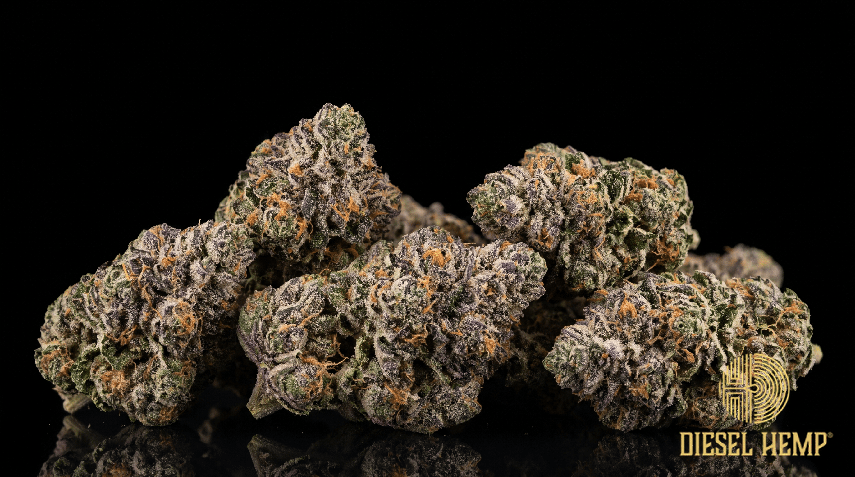 Permanent Marker strain cannabis flower buds — dense purple-green nugs with heavy silver trichome frost on a black background | Diesel Hemp