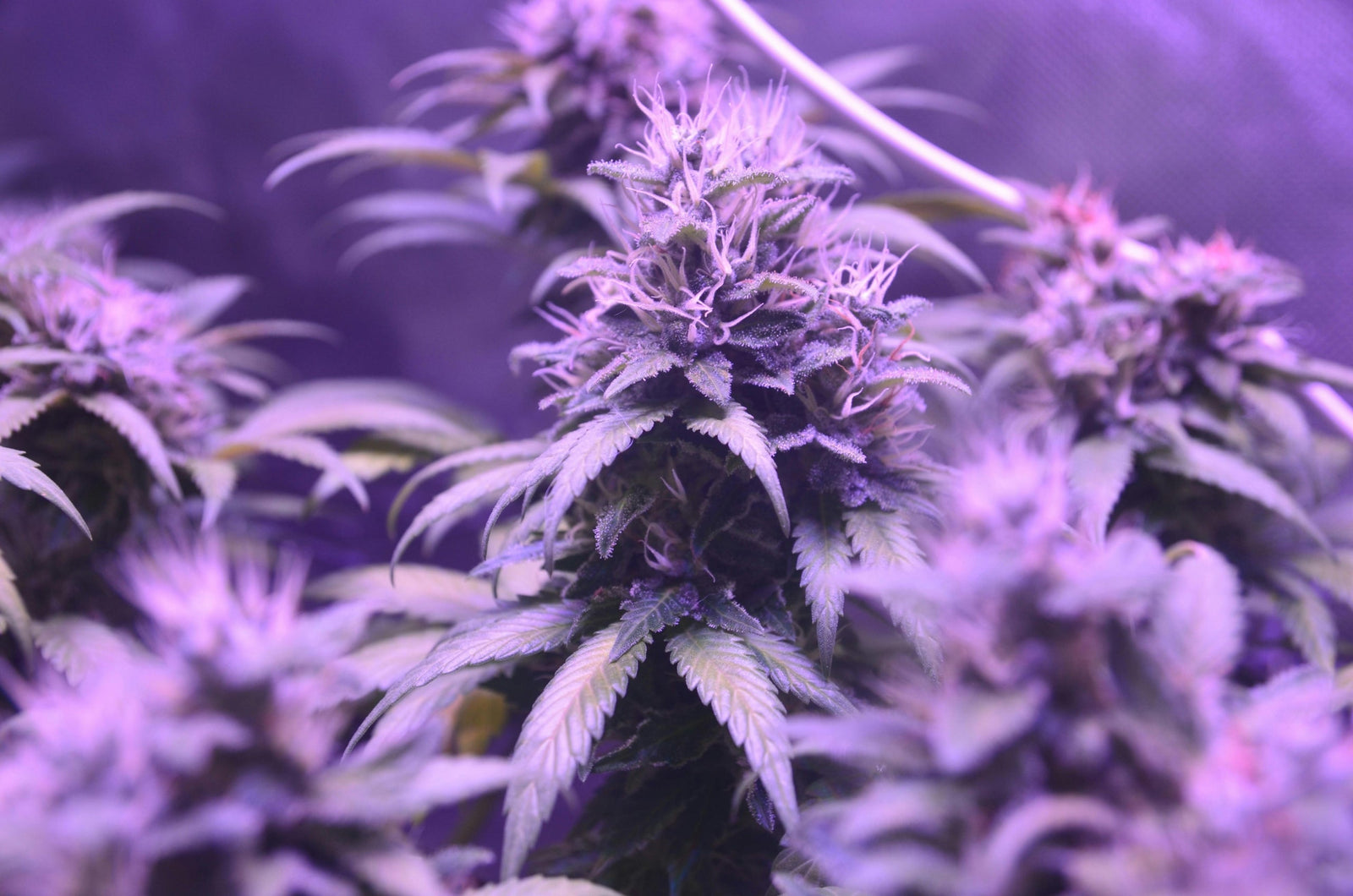 Can You Cook with Delta 8 Flower? Creative Recipes and Tips for a Delicious Experience