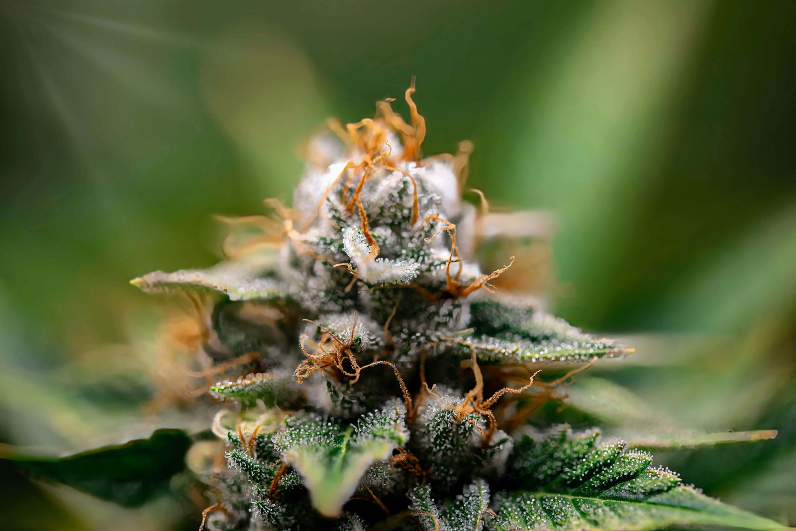 The Science Behind Delta 8 THC: How It Interacts with Your Endocannabinoid System