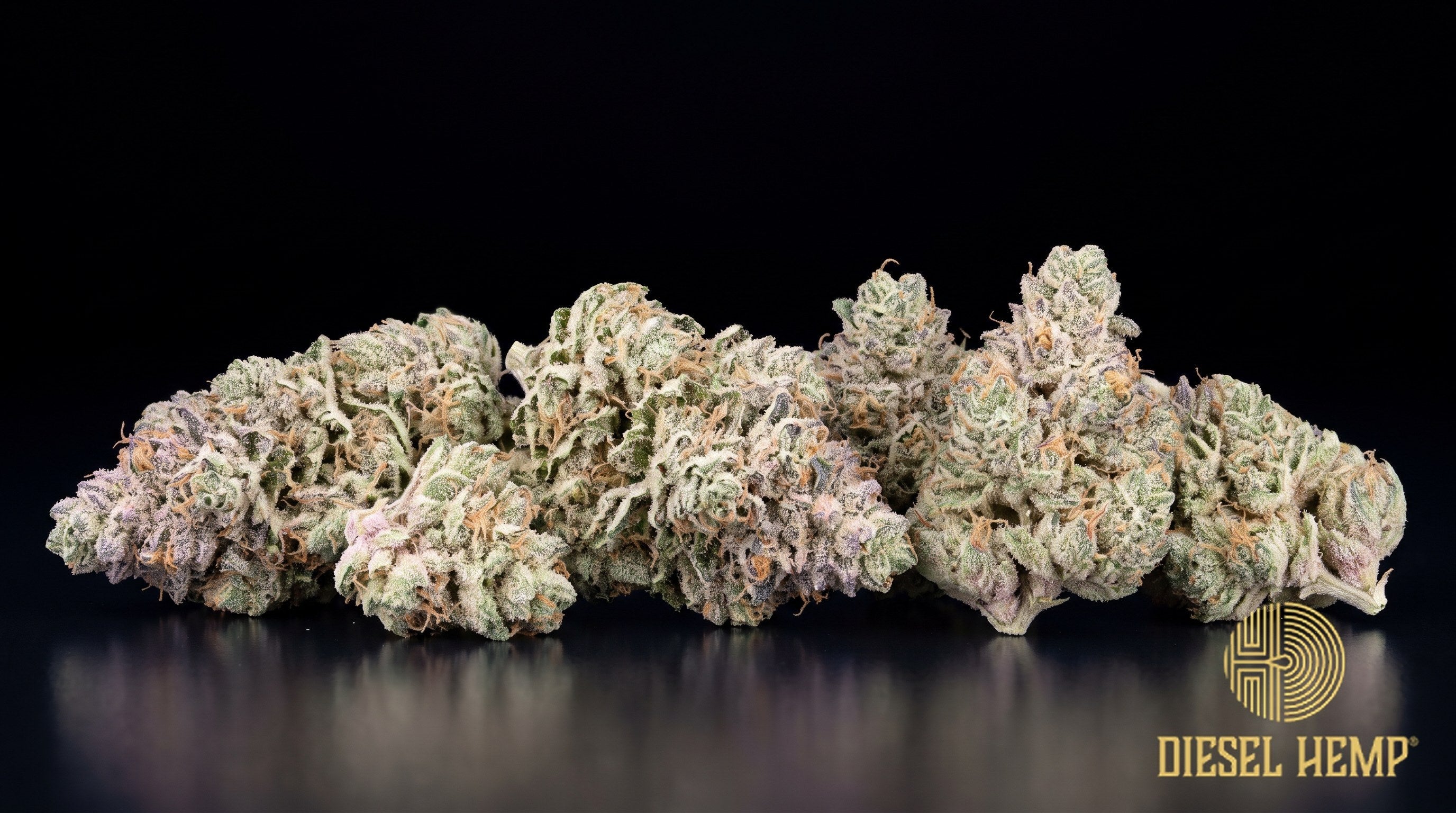 Pink Certz strain cannabis buds in lime green with lavender and purple hues, amber pistils and a heavy pink-tinged trichome frost on a black background | Diesel Hemp