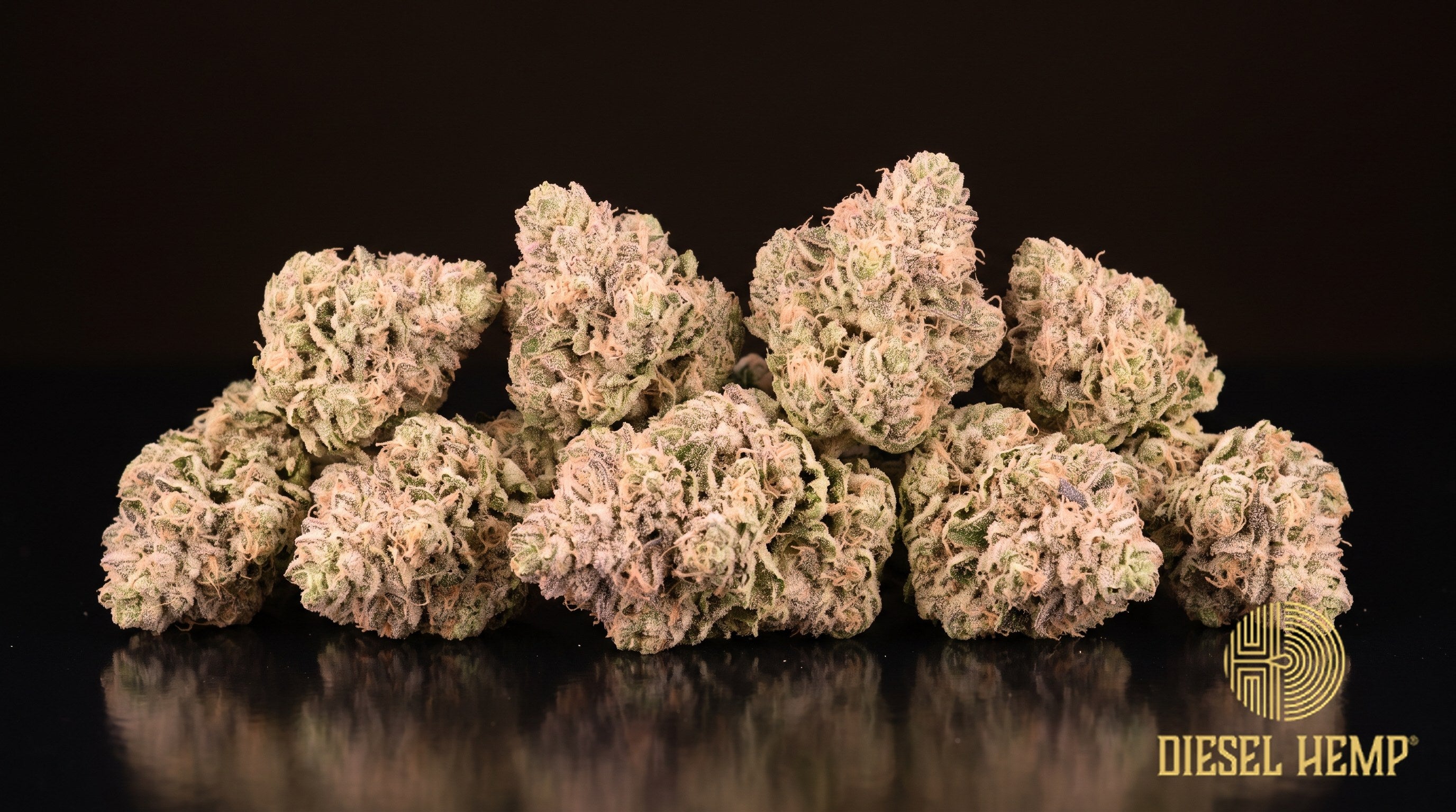 Pink Champagne strain cannabis buds in bright green with purple and pink hues, burnt-orange pistils and heavy trichome frost on a black background | Diesel Hemp