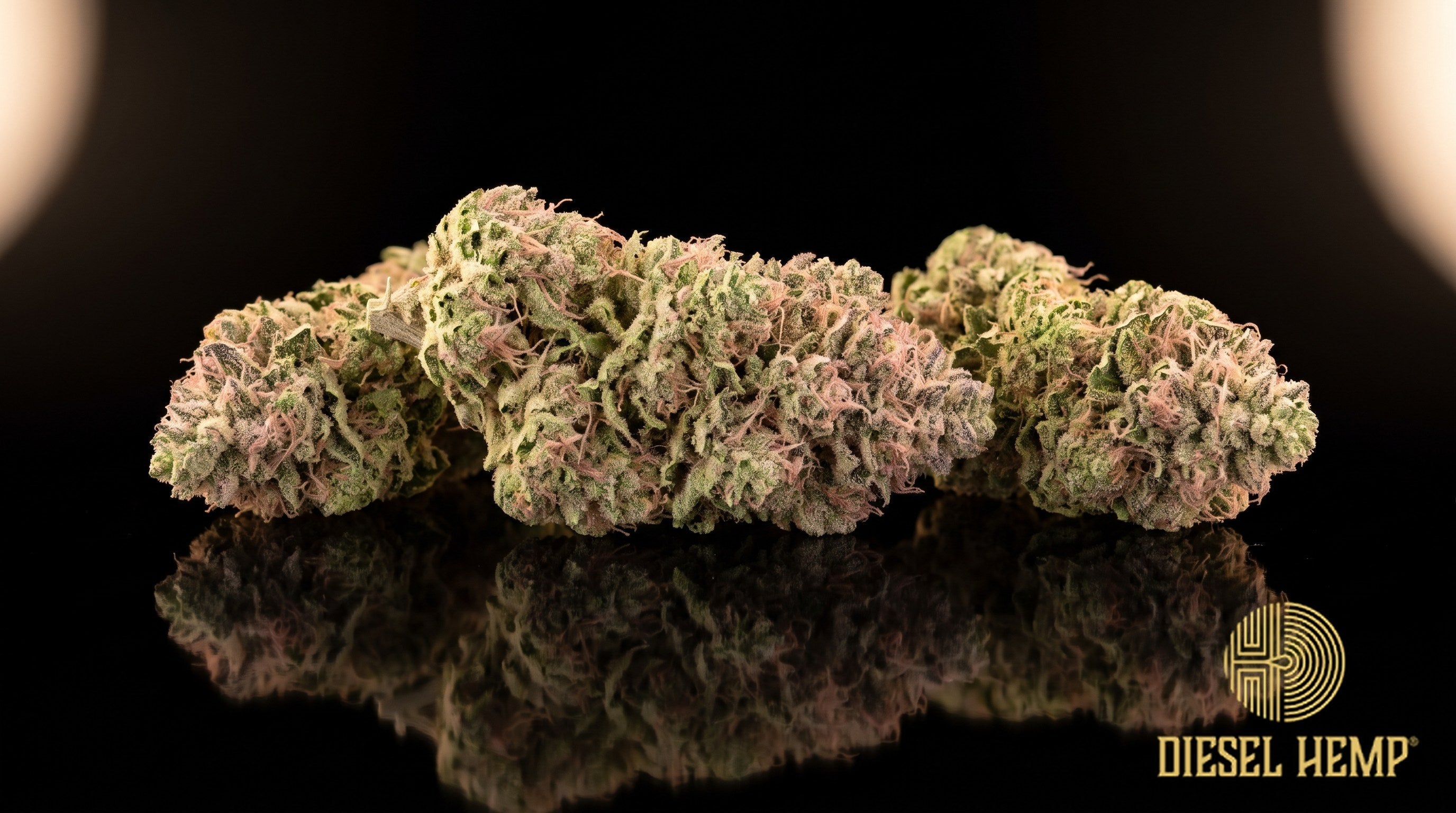 Pink Kush strain cannabis buds in lime to forest green with pink-tinged highlights, pinkish-orange pistils and heavy trichome frost on a black background | Diesel Hemp