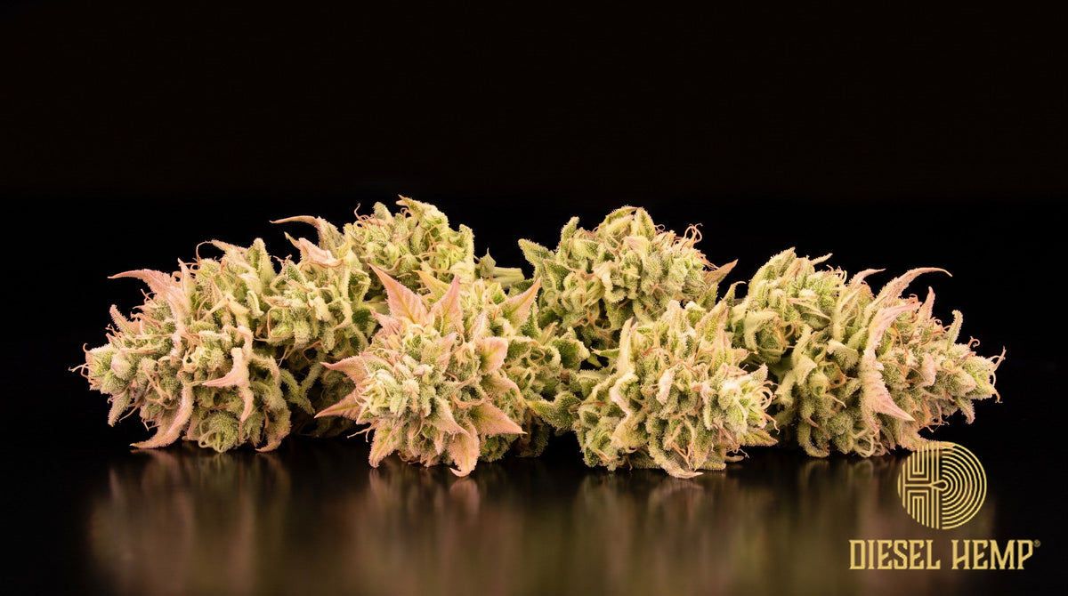 Pink Lemonade strain cannabis buds — small, frosty minty-green nugs with bronze-orange pistils and golden trichomes on a black background | Diesel Hemp
