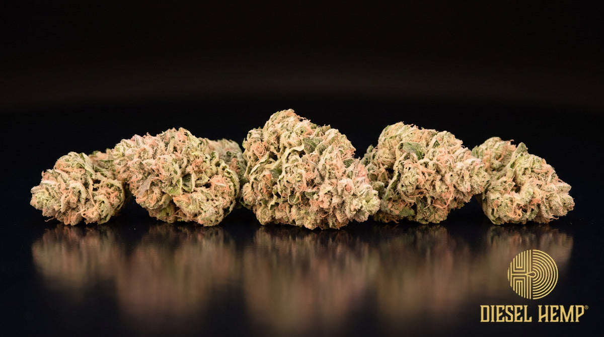 Pink Panties strain cannabis buds in dark olive green with orange pistils, faint pink undertones and heavy trichome frost on a black background | Diesel Hemp