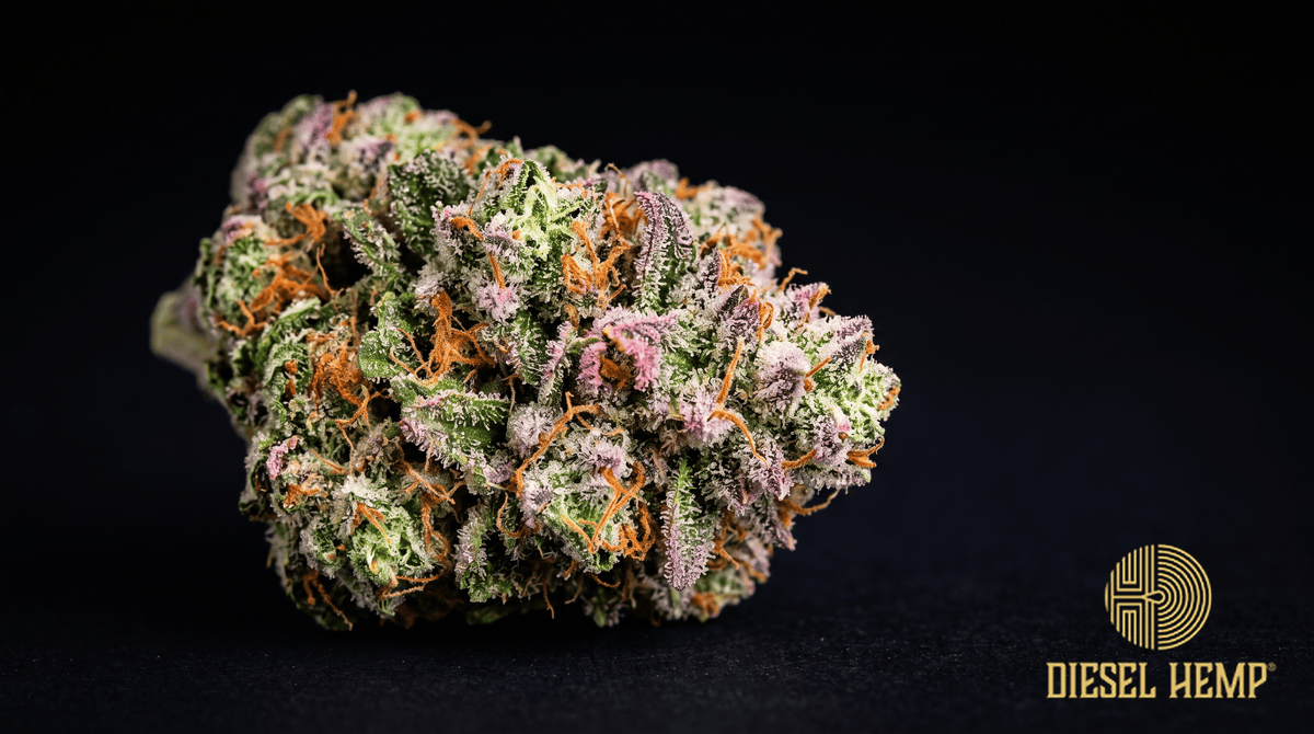 Pink Runtz strain THCA flower bud macro - Diesel Hemp