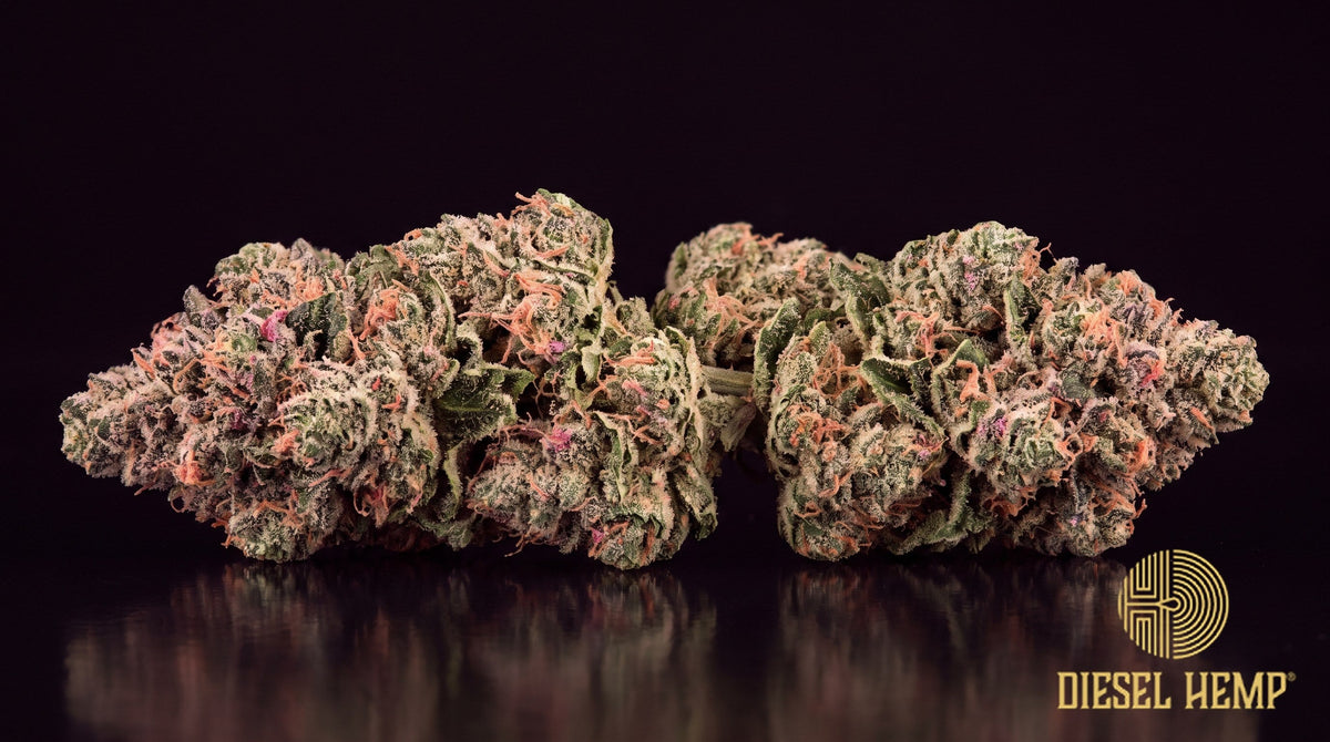 Pink Starburst strain cannabis buds in neon green with pink undertones, bright orange pistils and heavy trichome frost on a black background | Diesel Hemp