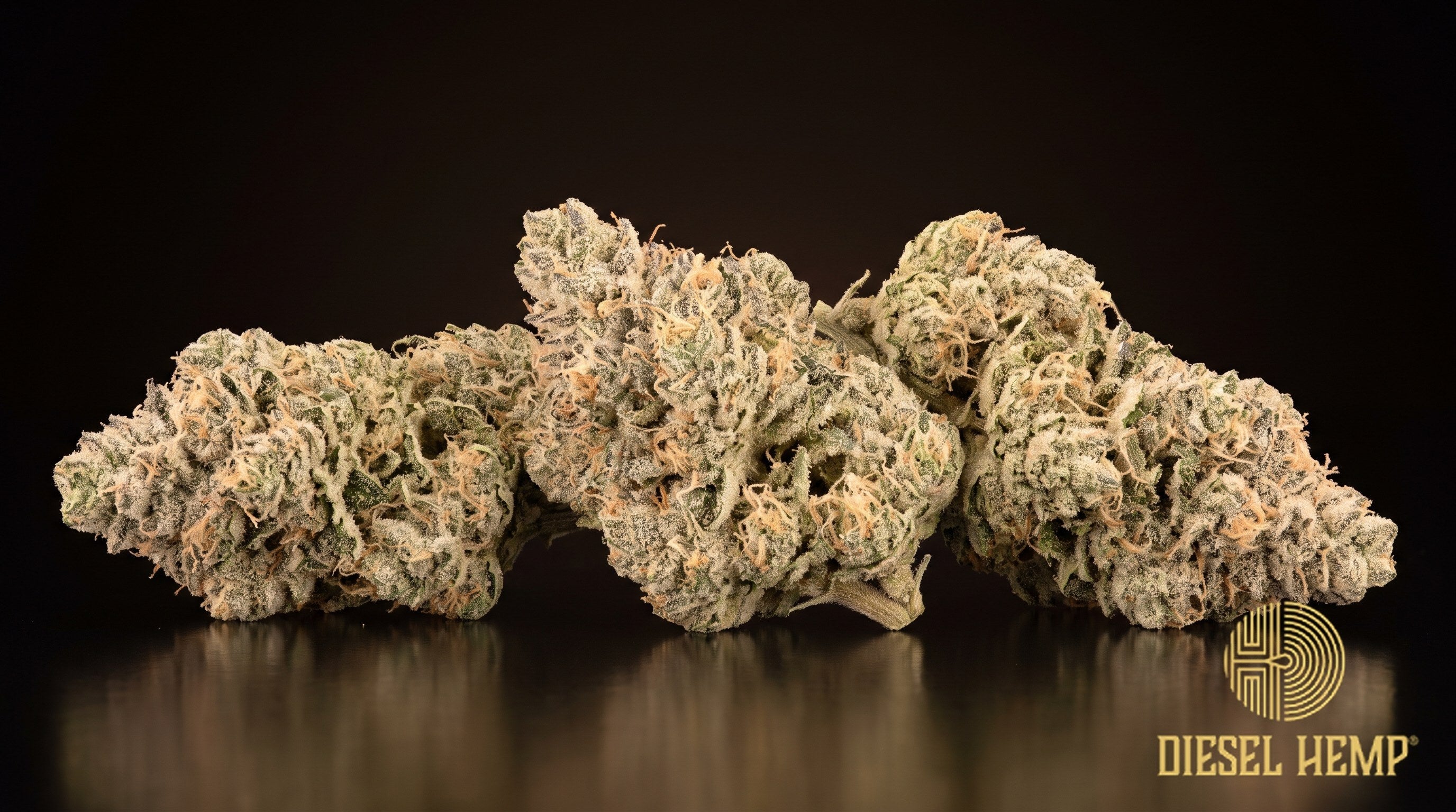 Platinum OG strain cannabis buds, dense lime-green kush nugs with orange pistils under a heavy silver-white trichome coat on a black background | Diesel Hemp