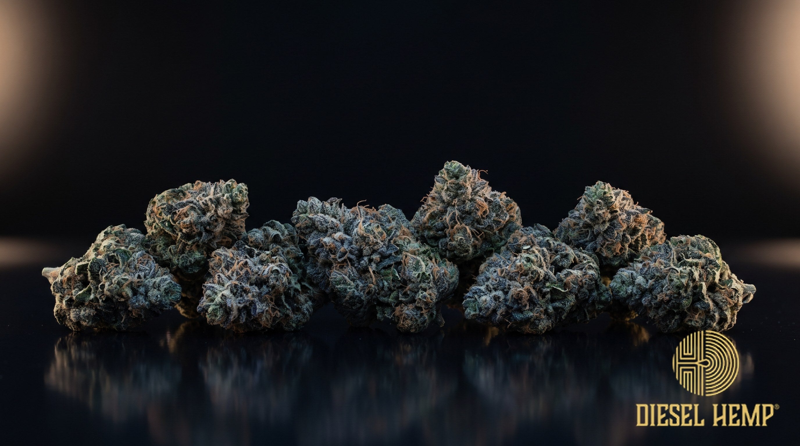 Pluto strain cannabis buds in deep olive green with violet shading, orange pistils and a thick frosty trichome coat on a black background | Diesel Hemp