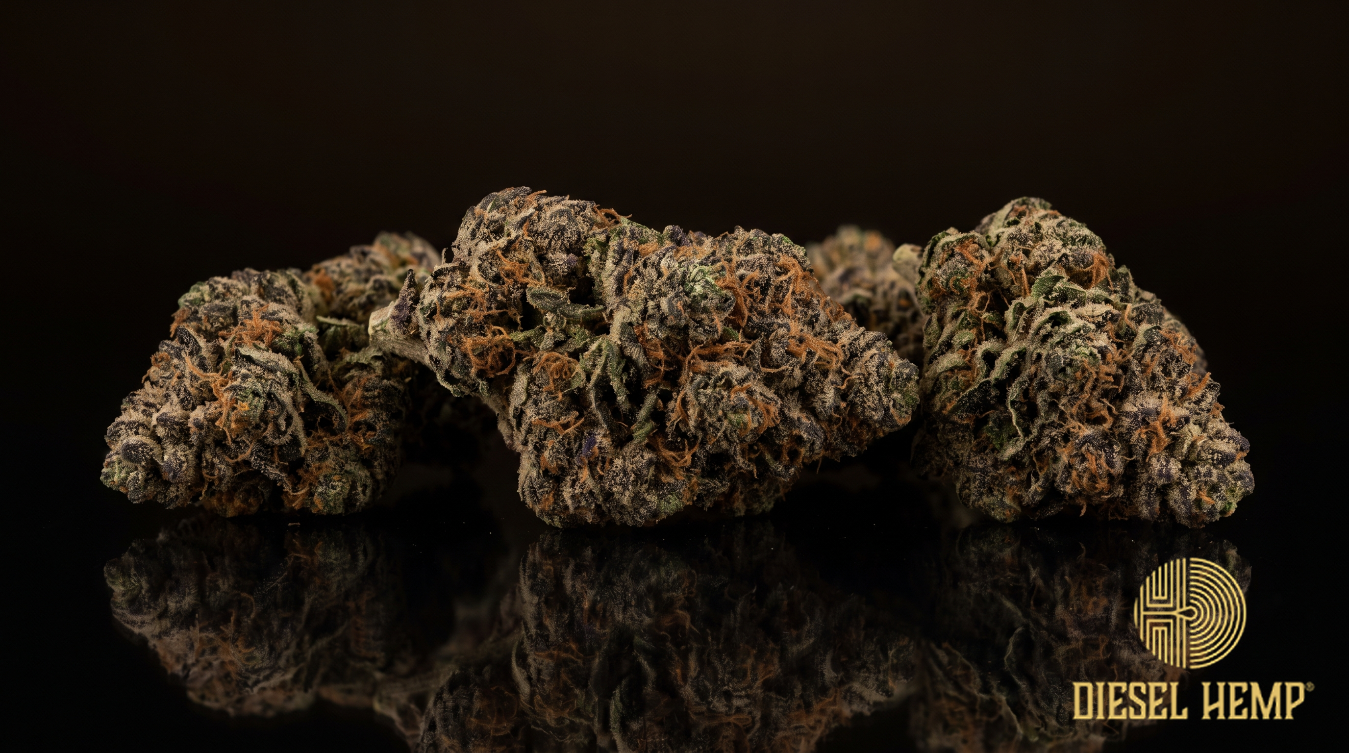 Pure Michigan strain cannabis flower buds in dark green with deep purple and orange pistils on a black background | Diesel Hemp