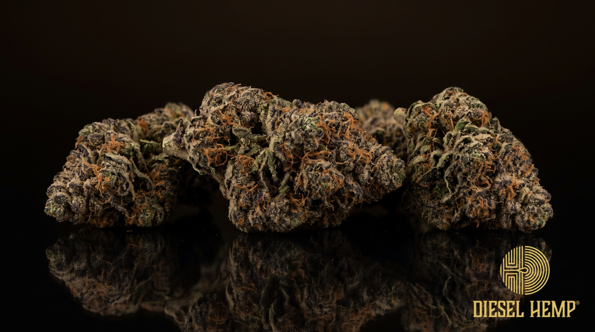 Pure Michigan strain cannabis flower buds in dark green with deep purple and orange pistils on a black background | Diesel Hemp