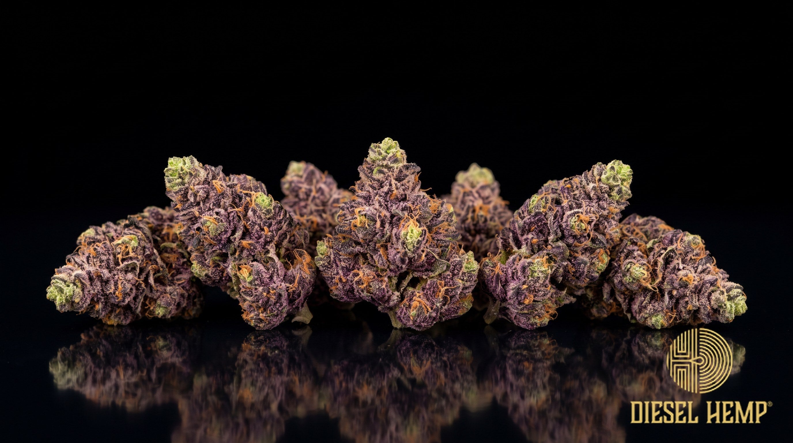 Purple Churro strain cannabis buds in green and deep purple with orange pistils and a heavy, purple-tinged trichome frost on a black background | Diesel Hemp