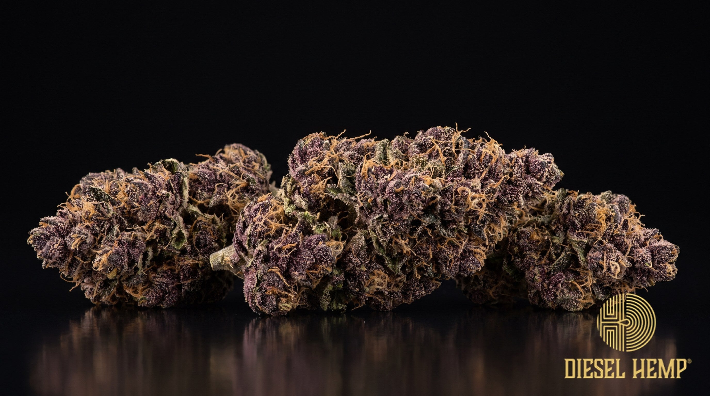 Purple Kush strain cannabis buds in deep purple and dark violet with amber-orange pistils and white trichome frost on a black background | Diesel Hemp