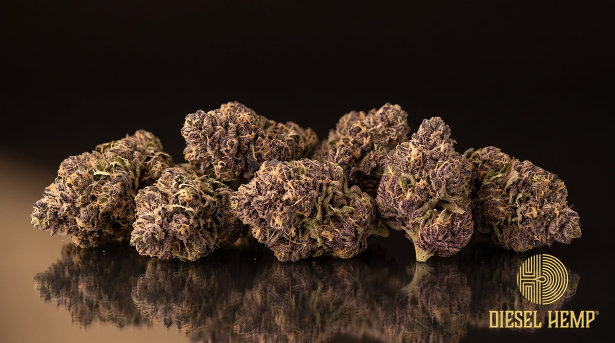 Purple Milk strain cannabis buds in deep purple and dark green with thin orange pistils under a heavy white trichome frost on a black background | Diesel Hemp
