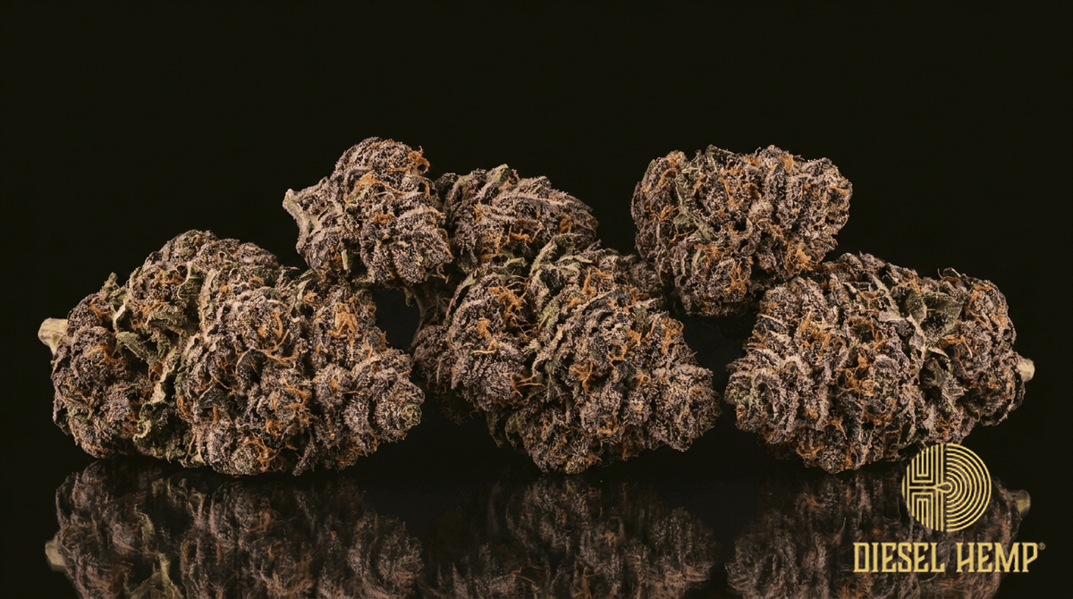 Purple Punch cannabis flower buds on black background — Diesel Hemp