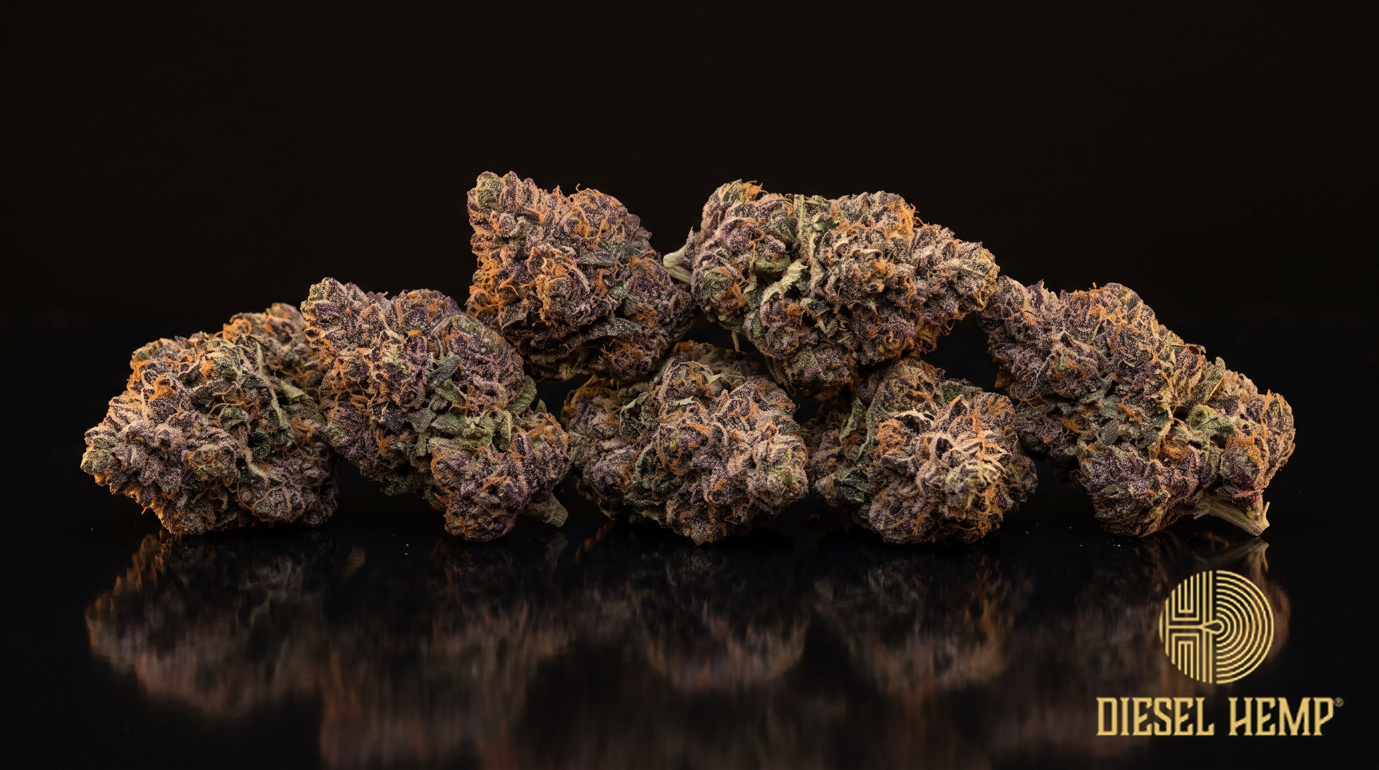 Purple Runtz strain cannabis buds in deep violet and green with orange pistils and a heavy coat of frosty white trichomes on a black background | Diesel Hemp