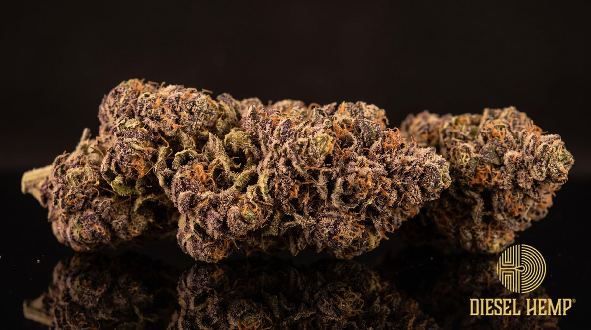Purple Trainwreck strain cannabis buds in deep violet and forest green with dark red-orange pistils and a heavy trichome frost on a black background | Diesel Hemp