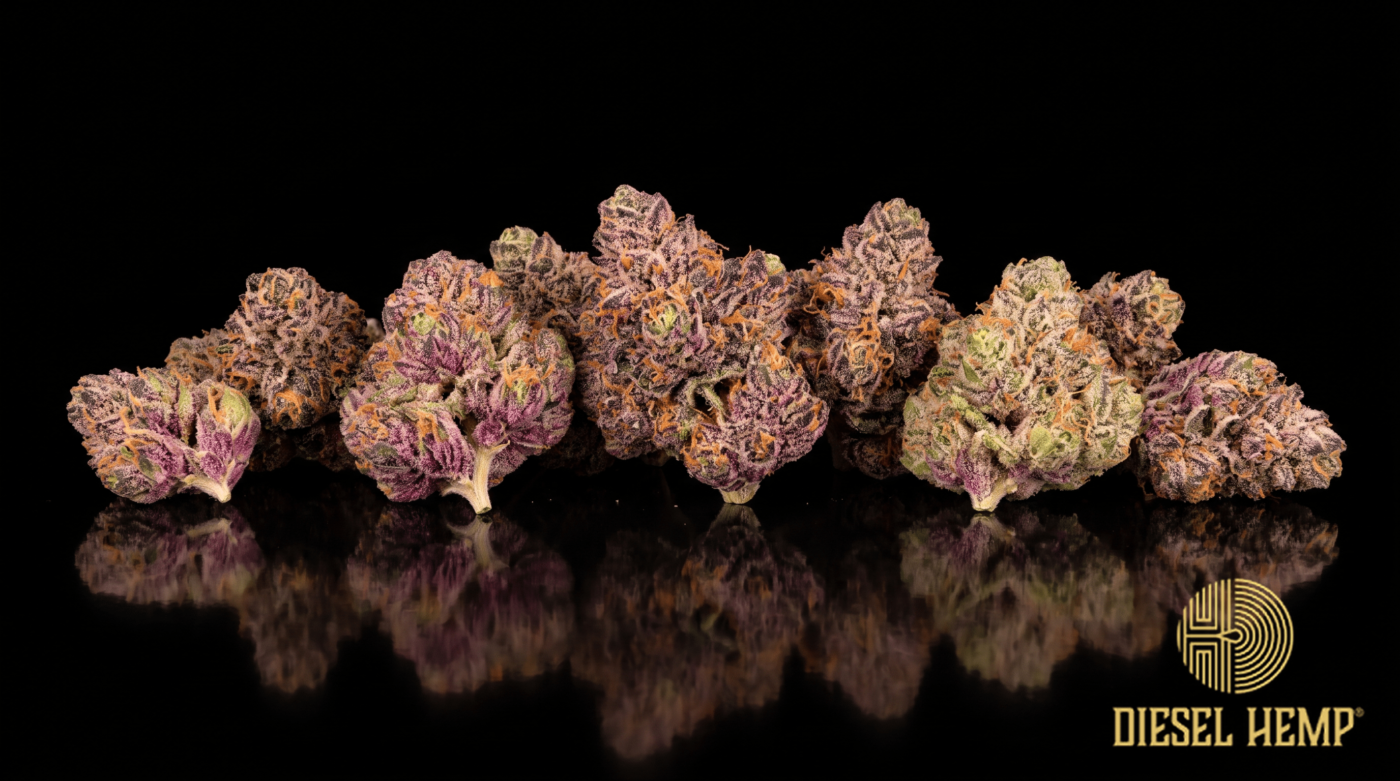 Rainbow Belts strain cannabis flower buds on black background — purple and green candy-colored Zkittlez × Moonbow buds | Diesel Hemp