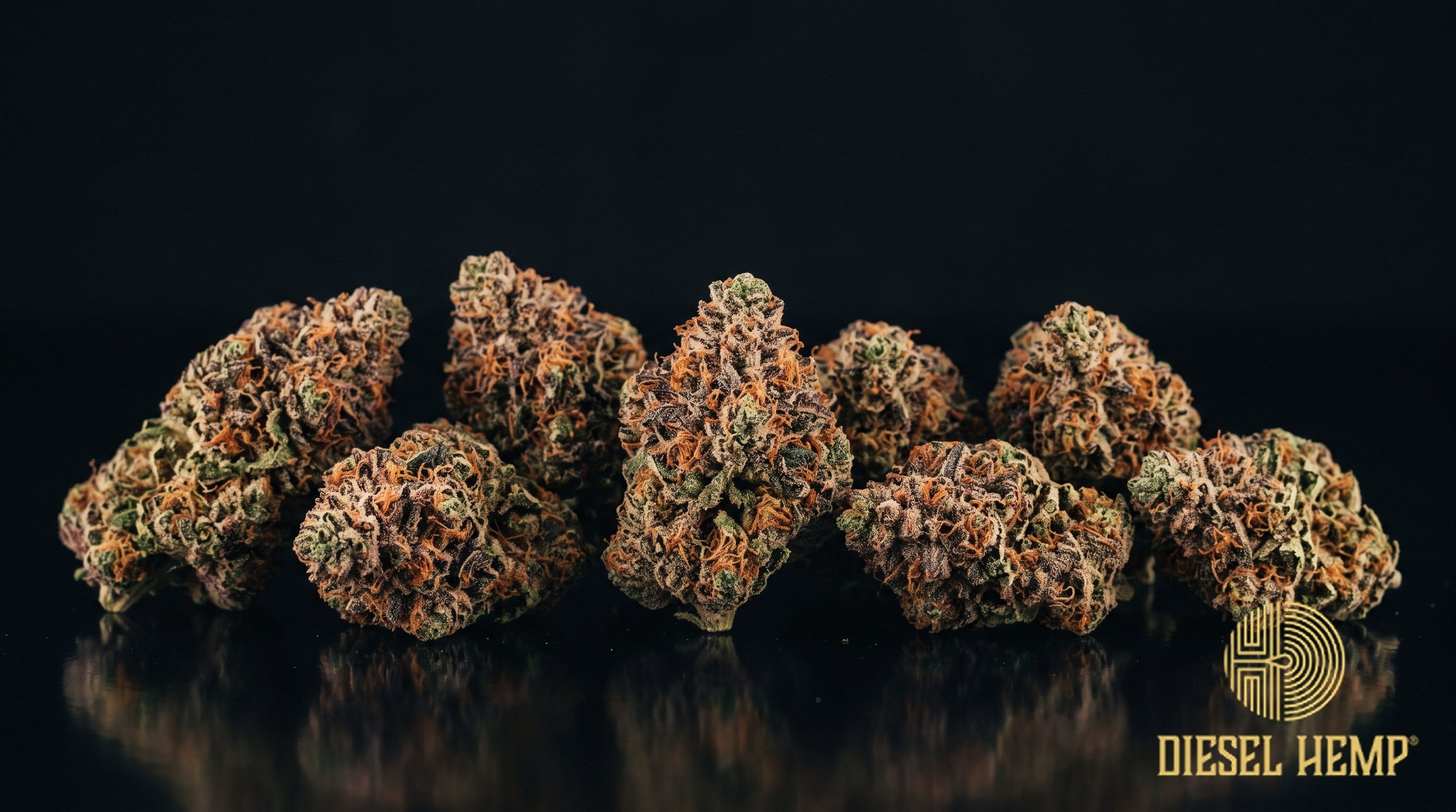 Red Runtz strain cannabis buds in deep maroon and purple with burnt-orange pistils and a heavy coat of white trichome frost on a black background | Diesel Hemp