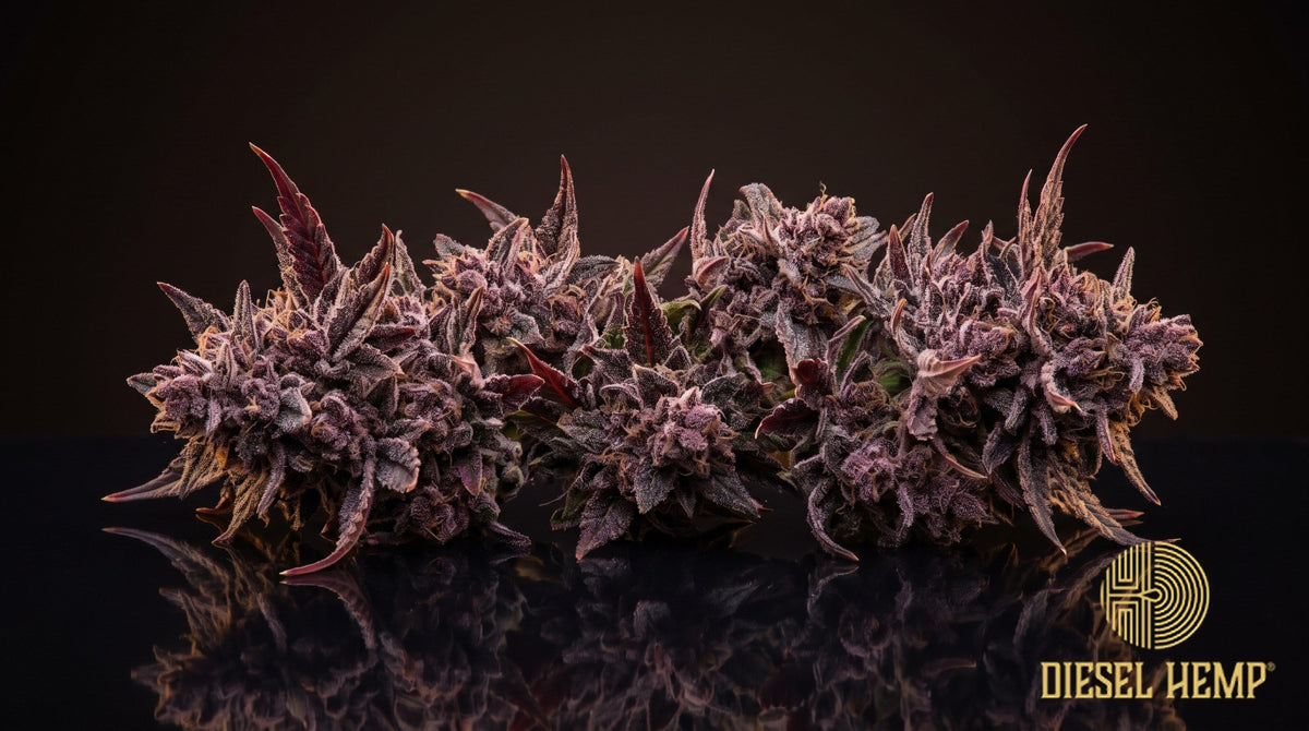 Red Velvet strain cannabis buds in deep purple with red-magenta hues, red-orange pistils and heavy trichome frost on a black background | Diesel Hemp