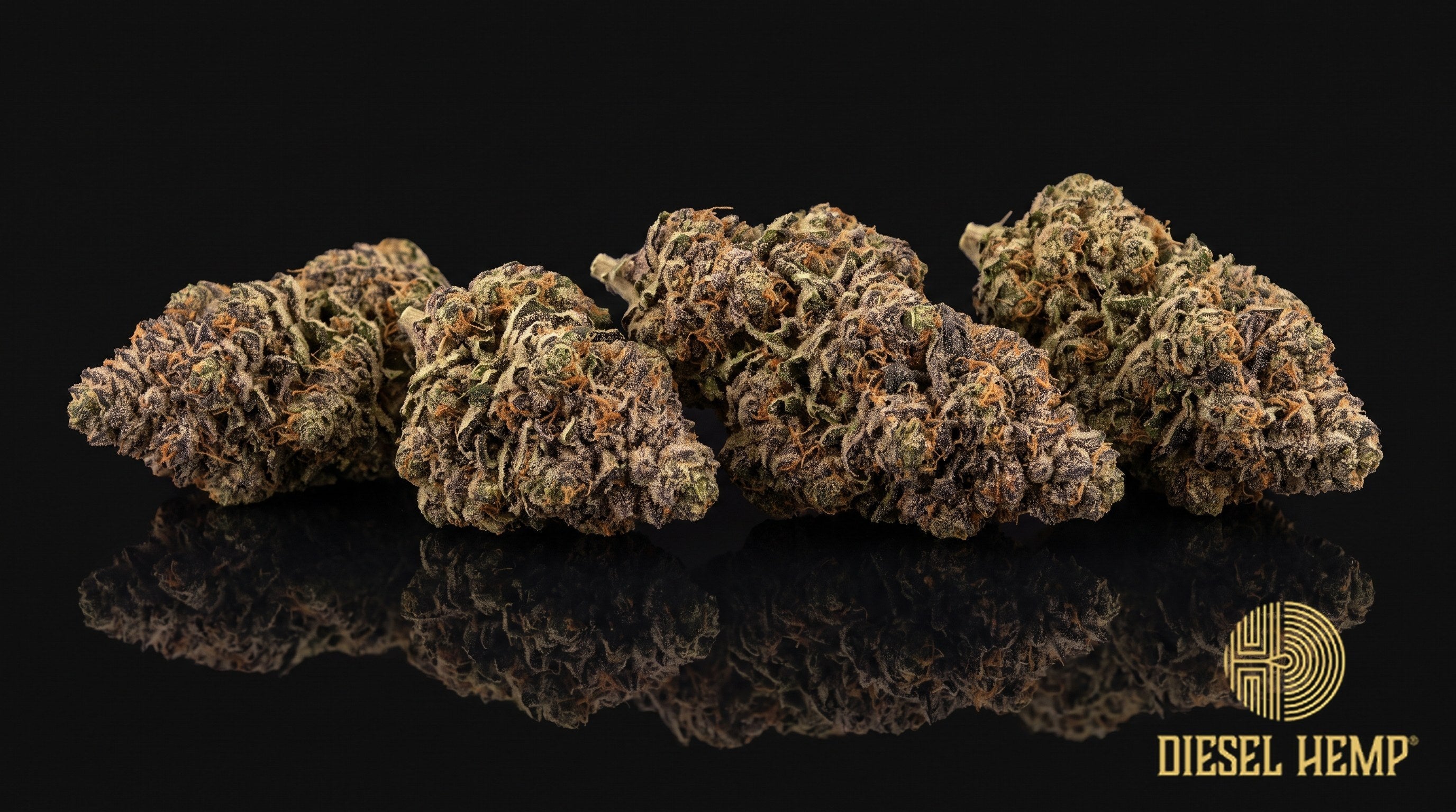 Sherbanger strain cannabis buds, dense dark olive green with purple marbling, orange pistils and heavy white trichome frost on a black background | Diesel Hemp
