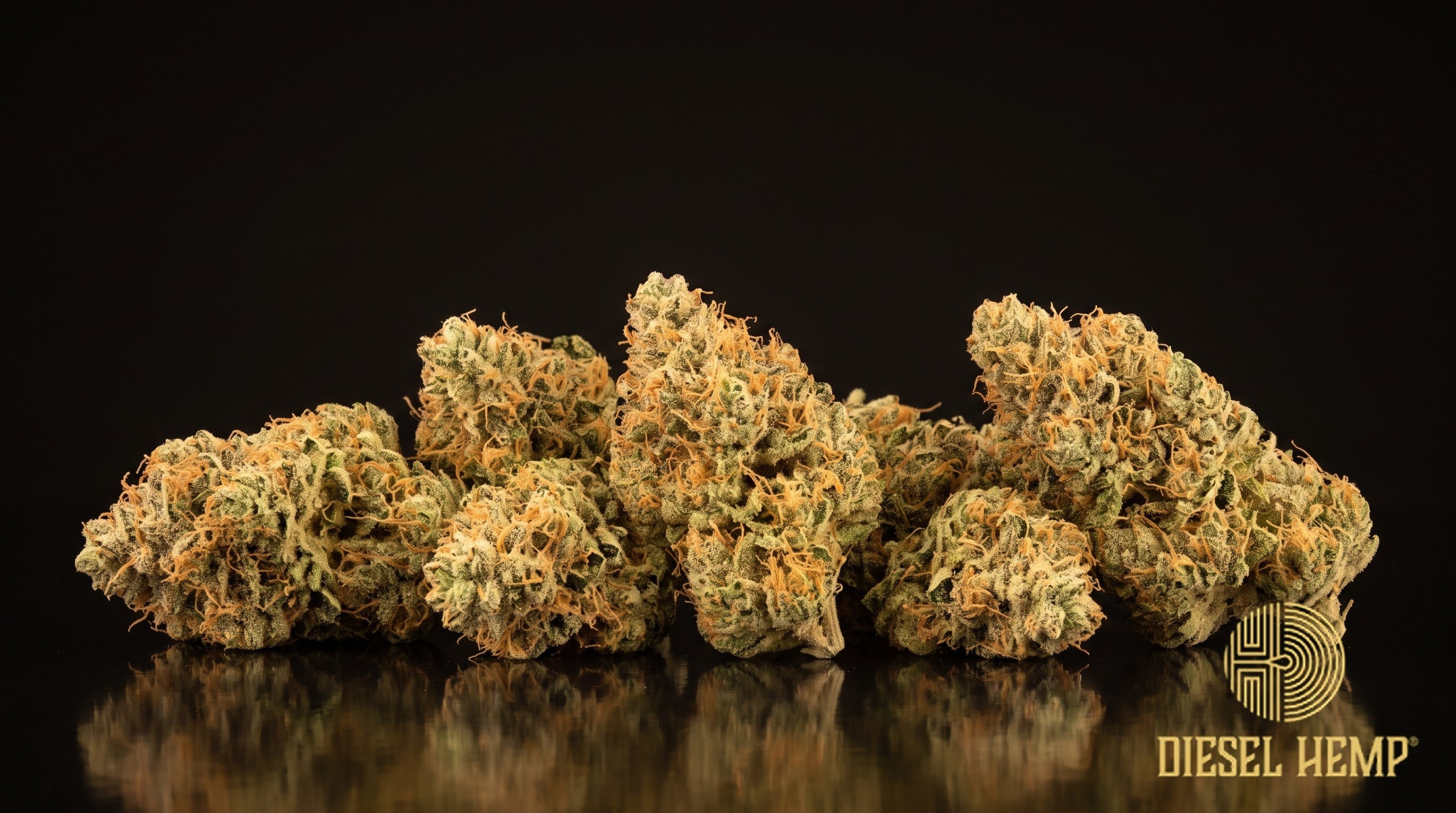Singapore Sling strain cannabis buds in bright green with orange pistils and a heavy frost of trichomes on a black background | Diesel Hemp