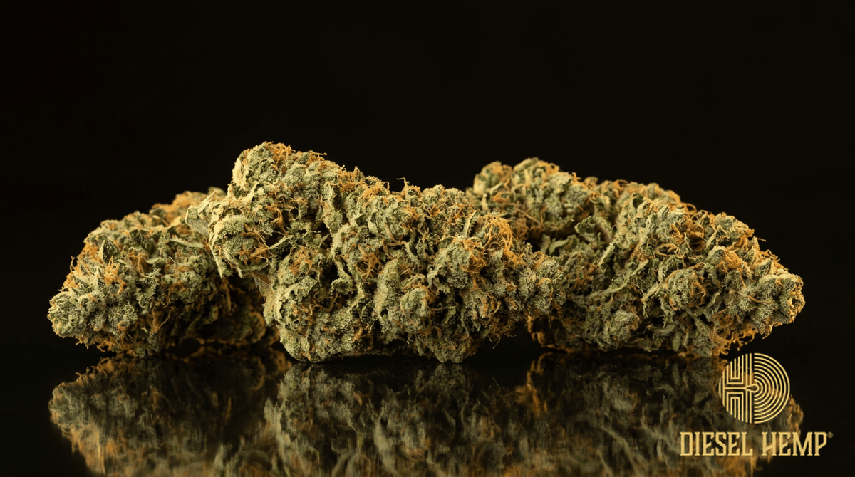 Skunk #1 cannabis flower buds on black background — Diesel Hemp