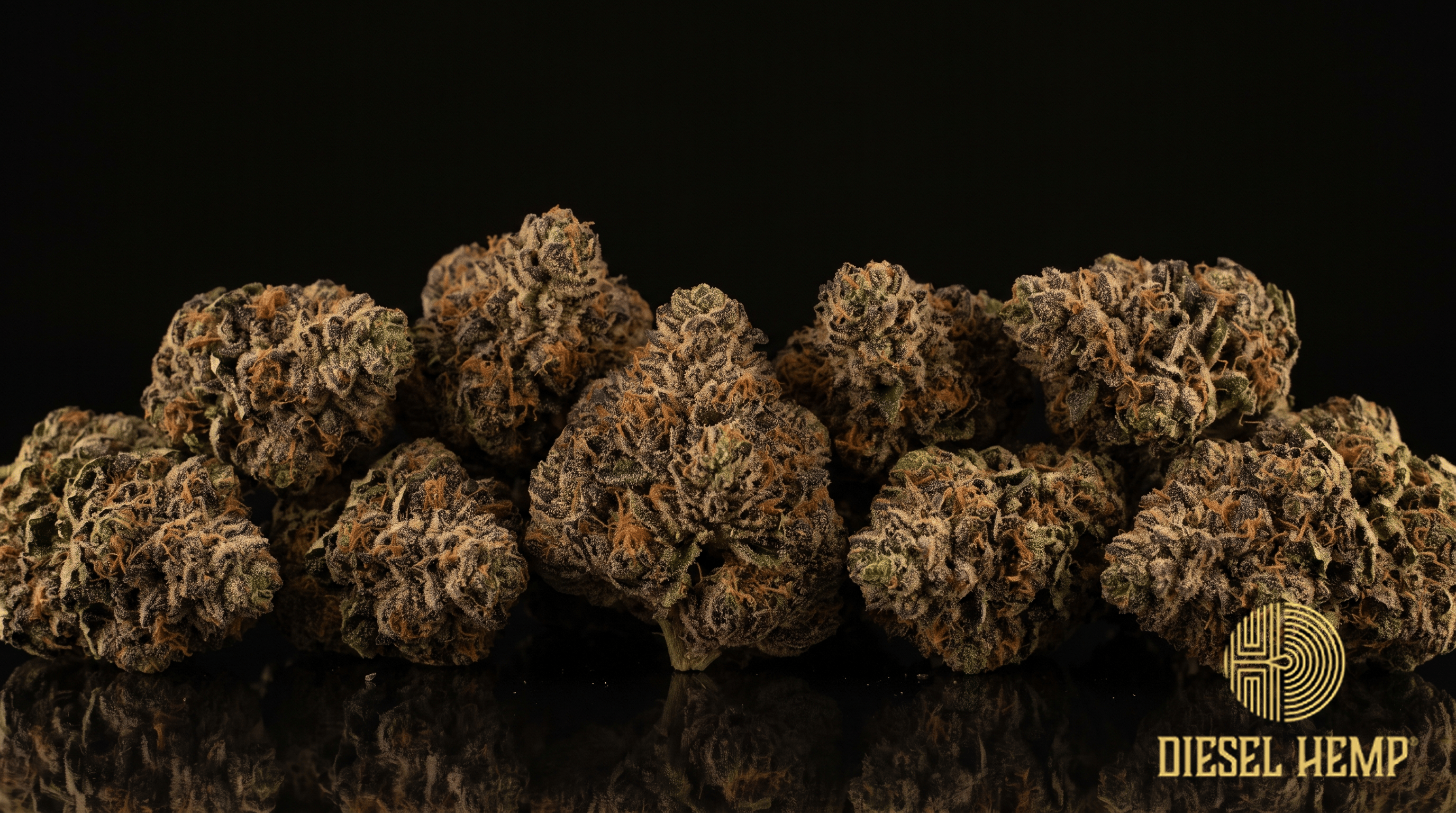 Slurricane strain - extremely dense forest-green and plum-purple cannabis buds with rust-orange pistils and milky trichomes on black - Diesel Hemp