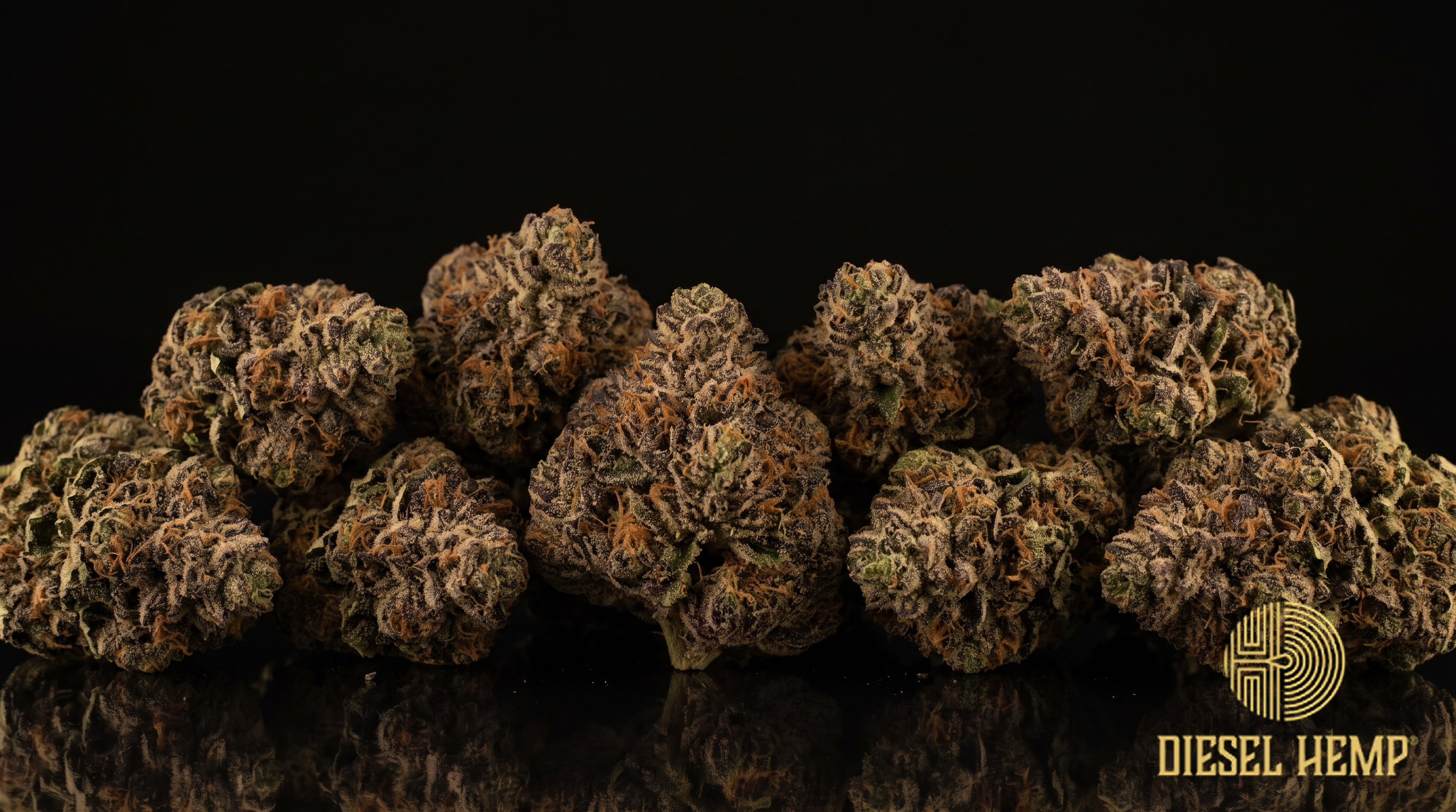 Slurricane strain - extremely dense forest-green and plum-purple cannabis buds with rust-orange pistils and milky trichomes on black - Diesel Hemp