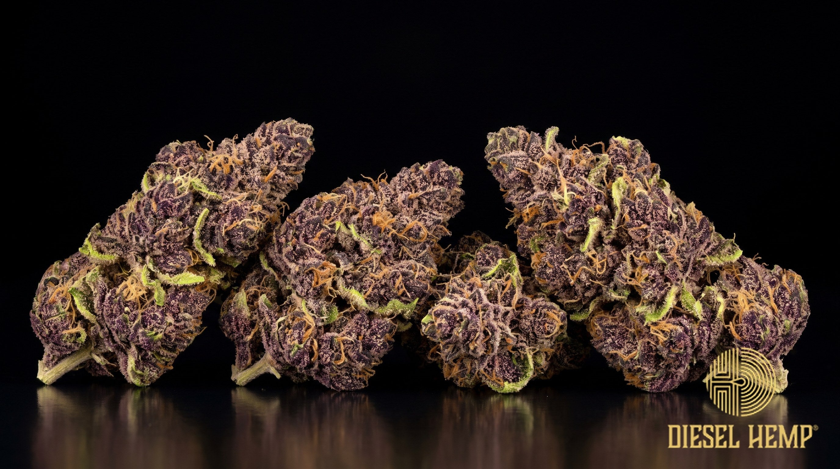 Slurty 3 strain cannabis buds in deep green and dark purple with orange pistils and heavy trichome frost on a black background | Diesel Hemp