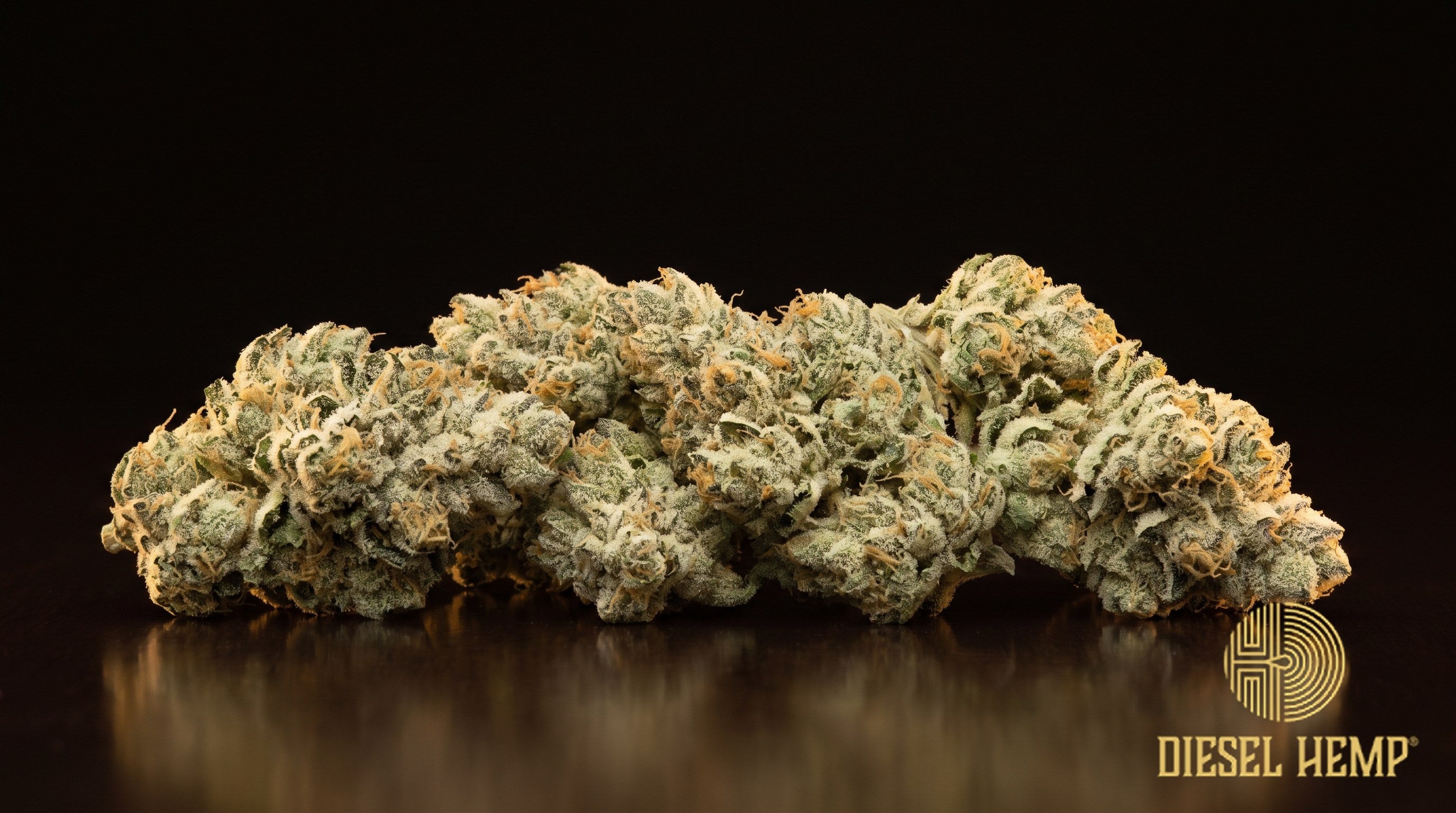 Snow Caps strain cannabis buds, compact and forest green with rusty orange pistils under a heavy white trichome frost on a black background | Diesel Hemp