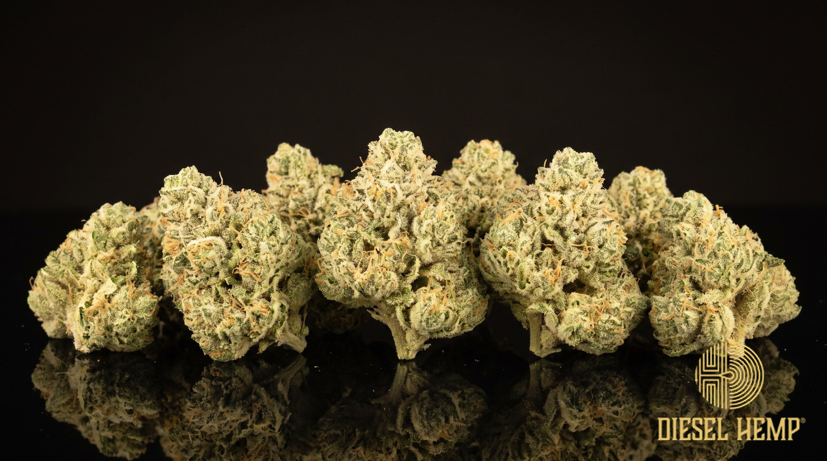 Snowball strain cannabis buds coated in thick white trichome frost with green showing through and faint purple flecks on a black background | Diesel Hemp