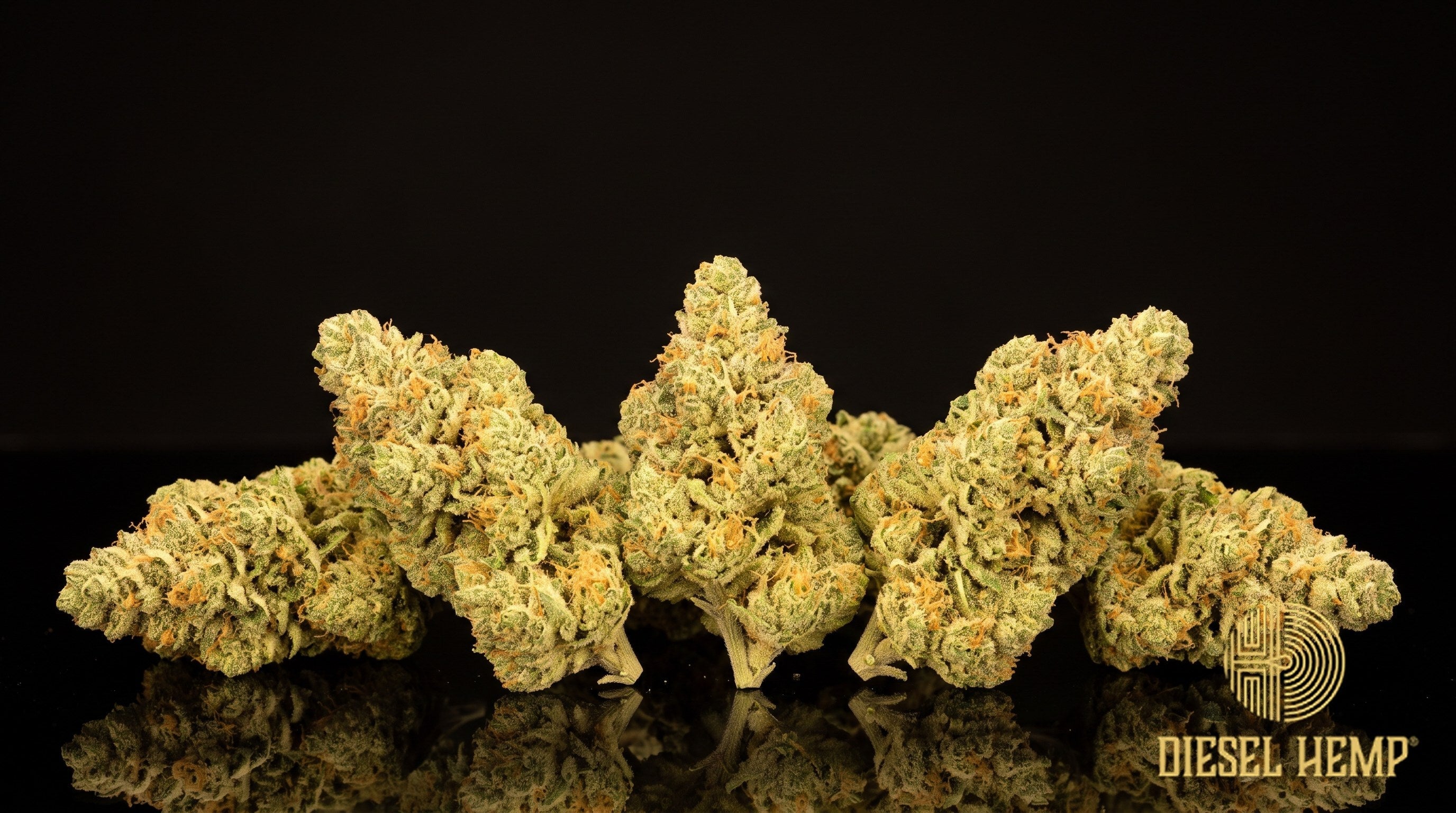 Sour Tangie strain cannabis buds in olive and lime green with orange pistils and a heavy trichome frost on a black background | Diesel Hemp