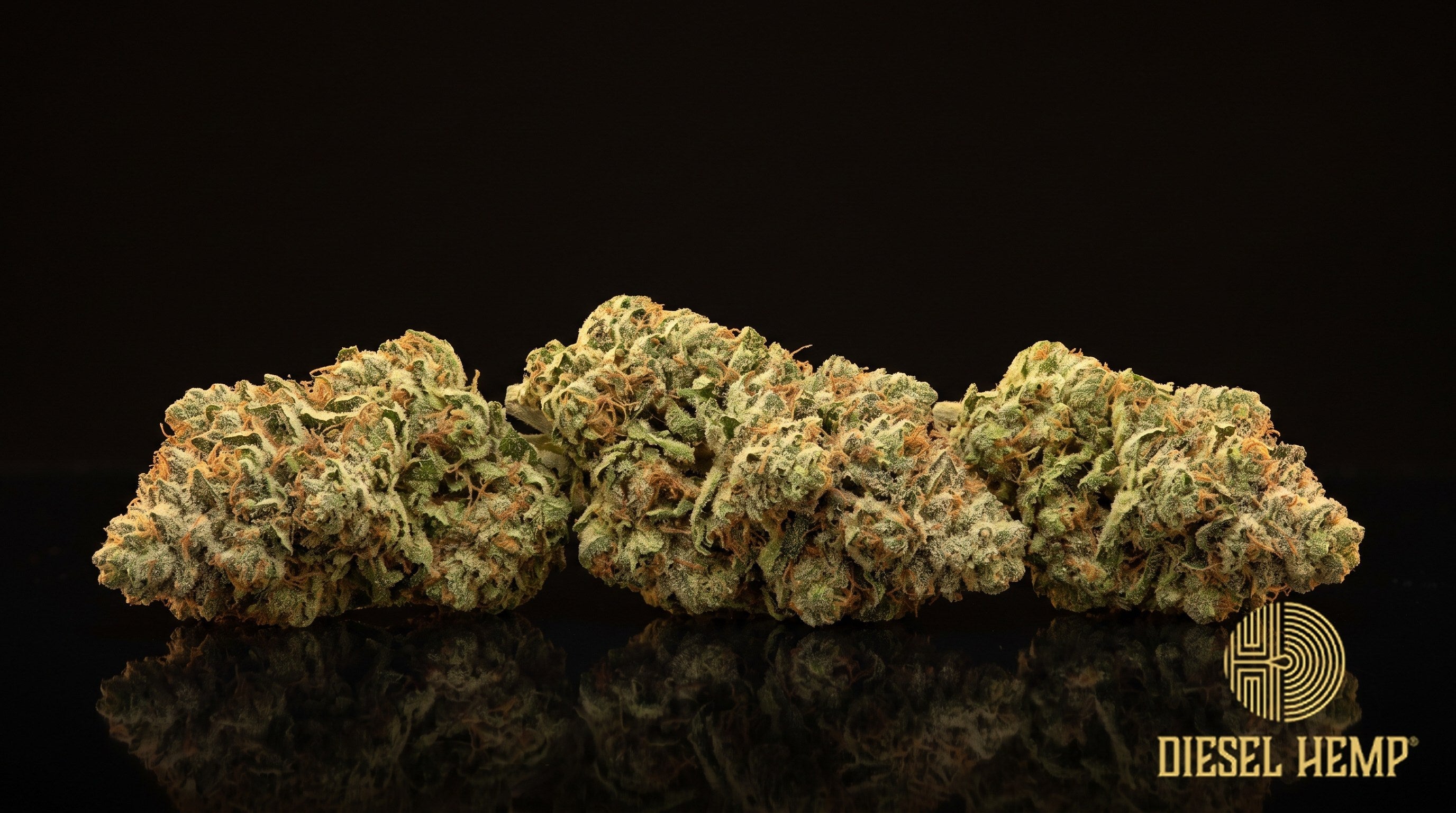Strawberry 2.1 strain cannabis buds in lush green with fiery orange pistils and a heavy white trichome frost on a black background | Diesel Hemp