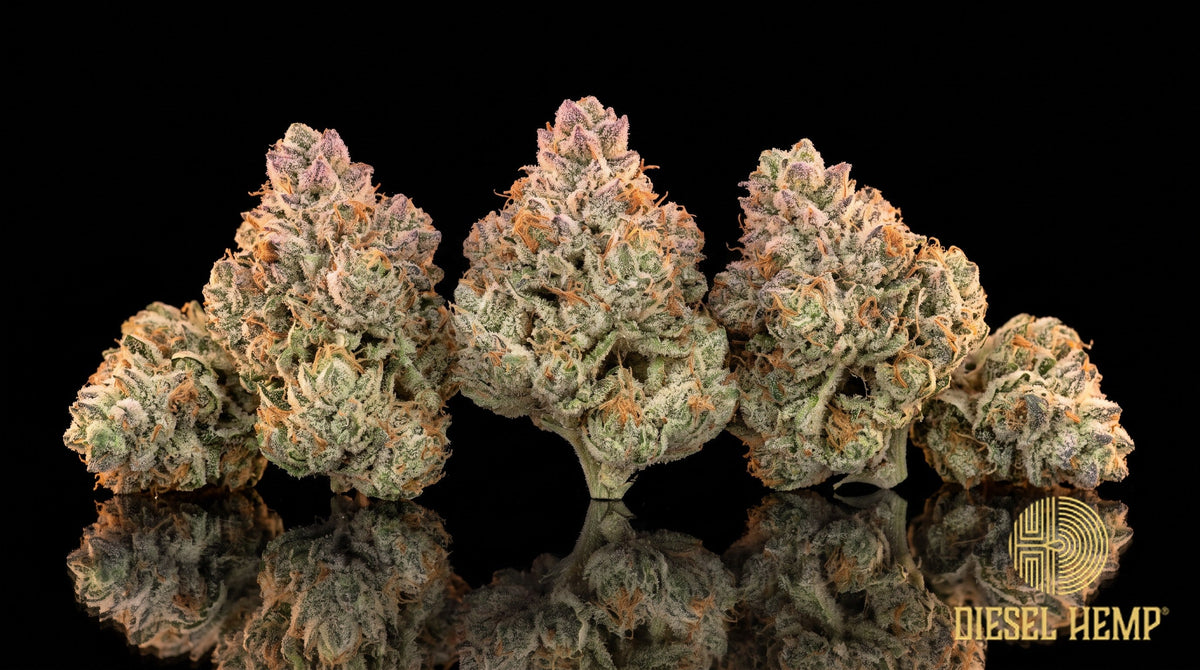 Strawberry Shortcake strain cannabis buds in minty green with thick orange pistils and a frosty trichome coat on a black background | Diesel Hemp